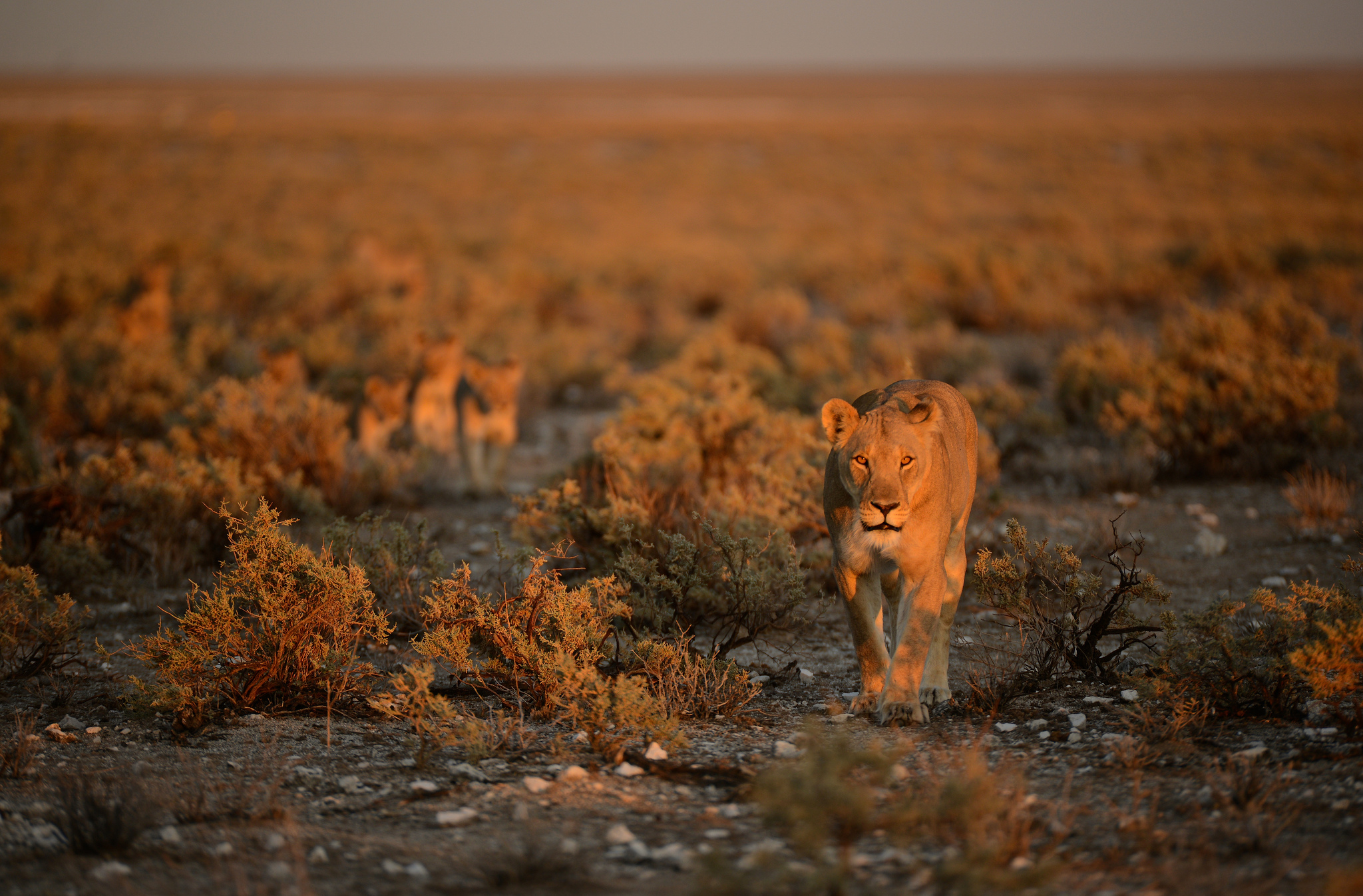 Descarga gratuita de fondo de pantalla para móvil de Animales, Gatos, León.