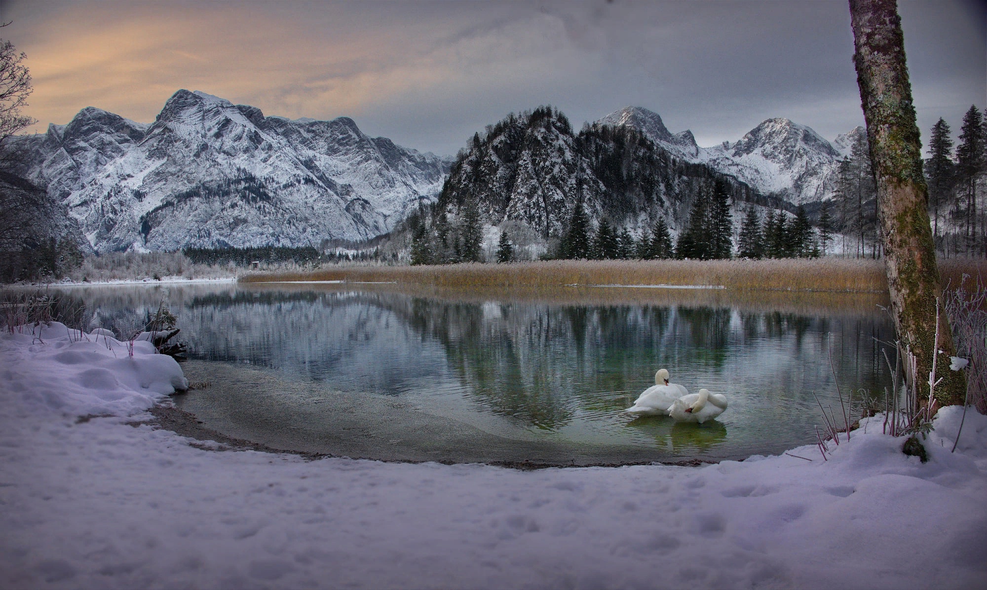 Download mobile wallpaper Winter, Snow, Mountain, Lake, Bird, Austria, Alps, Morning, Animal, Swan, Mute Swan for free.