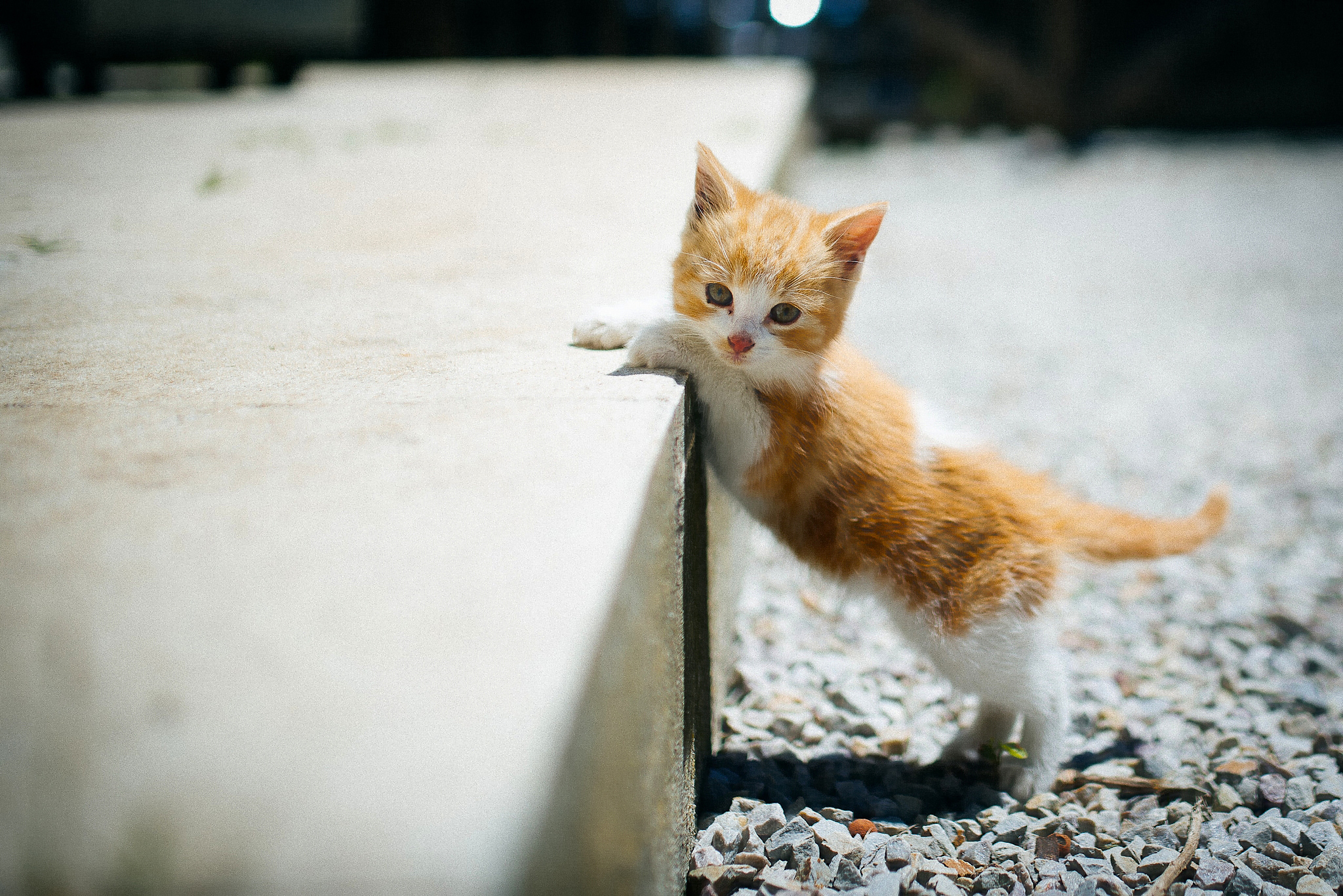 Baixar papel de parede para celular de Animais, Gatos, Gato, Gatinho gratuito.