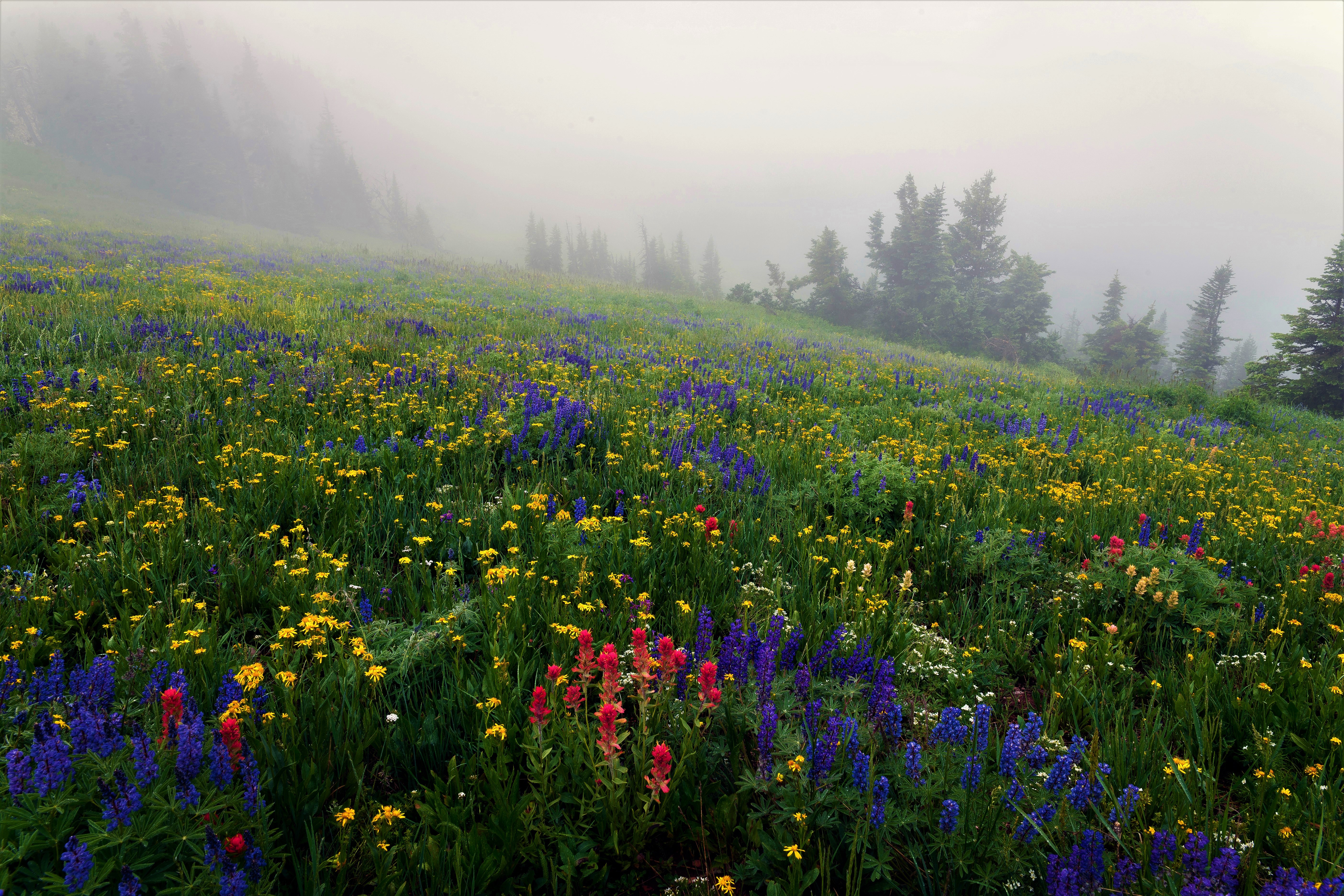Descarga gratis la imagen Flores, Flor, Niebla, Vistoso, Primavera, Prado, Tierra/naturaleza en el escritorio de tu PC