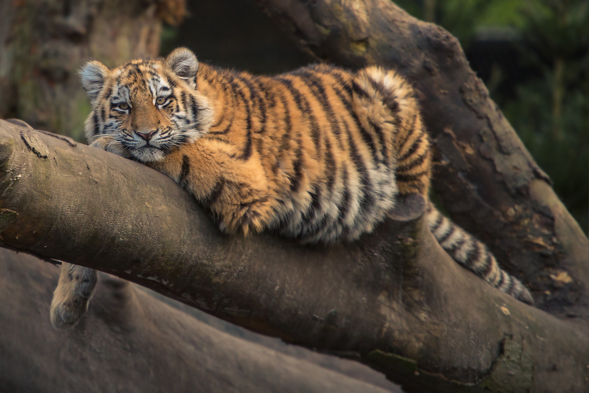 Baixar papel de parede para celular de Gatos, Animais, Tigre gratuito.