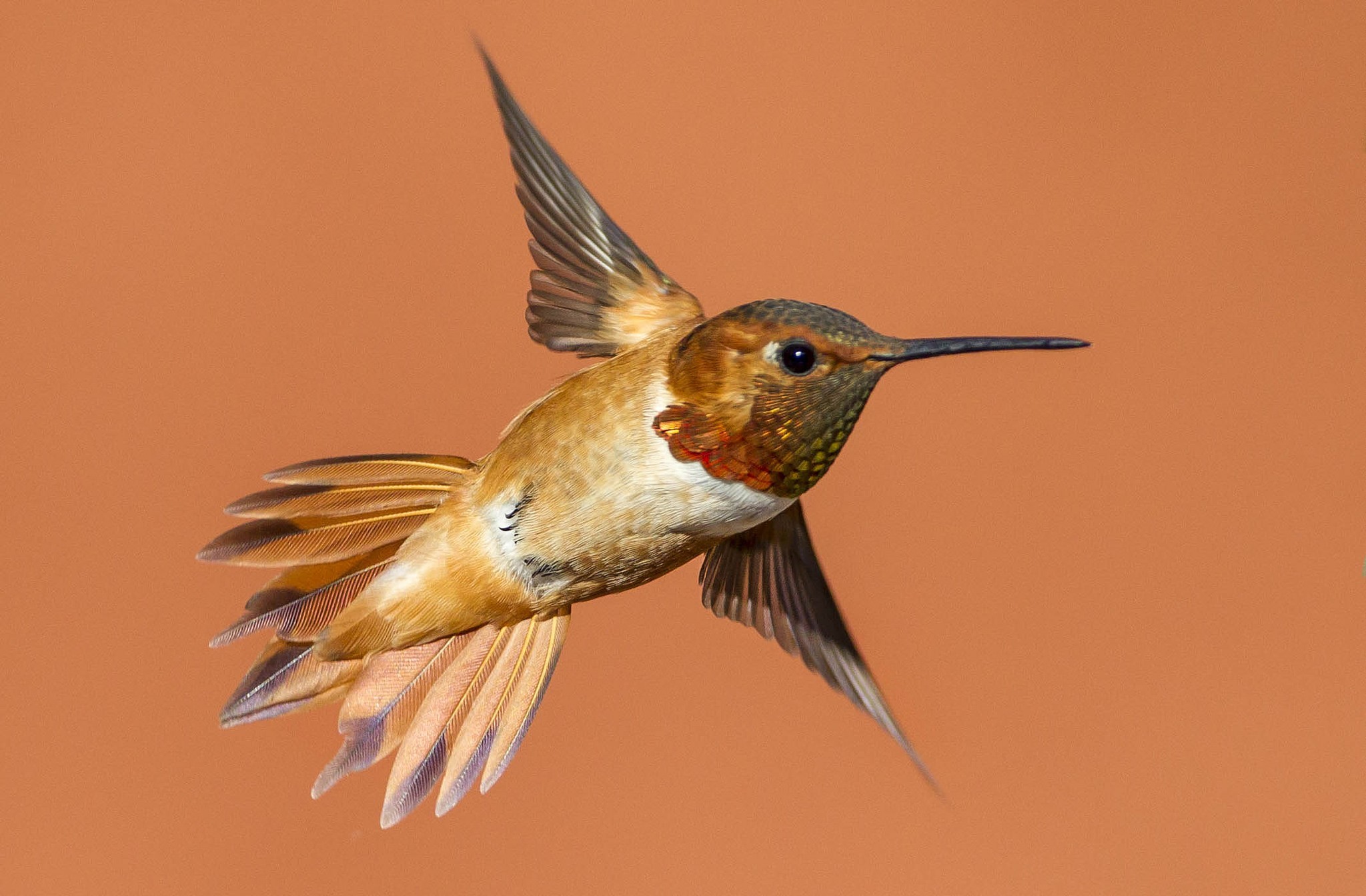 349062 descargar imagen animales, colibrí, vuelo, aves: fondos de pantalla y protectores de pantalla gratis