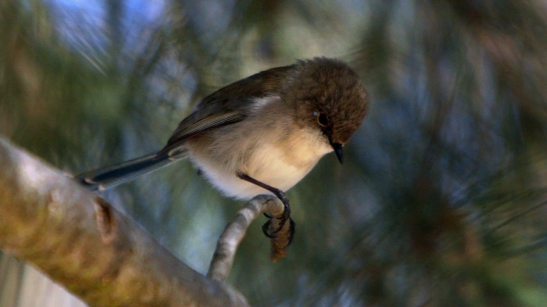 Téléchargez gratuitement l'image Oiseau, Des Oiseaux, Animaux sur le bureau de votre PC