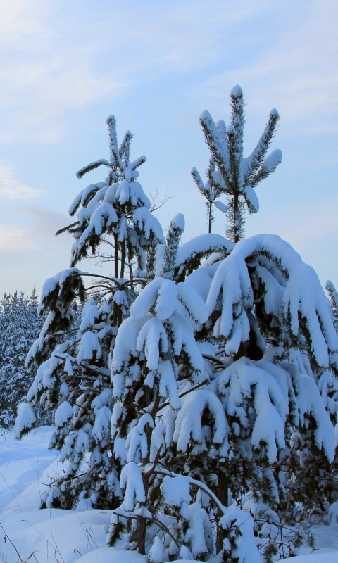 Baixar papel de parede para celular de Inverno, Terra/natureza gratuito.