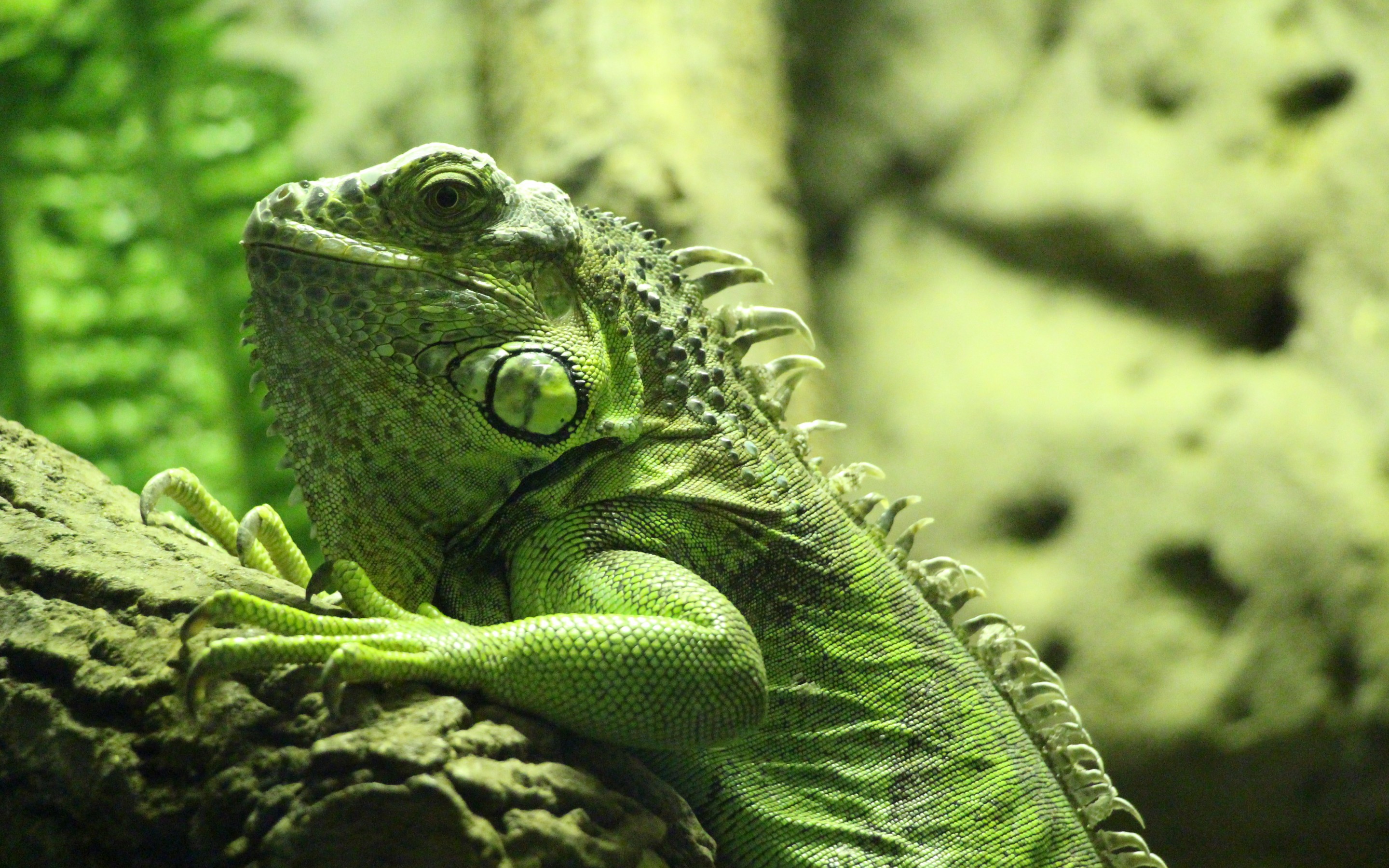 Download mobile wallpaper Iguana, Reptiles, Animal for free.