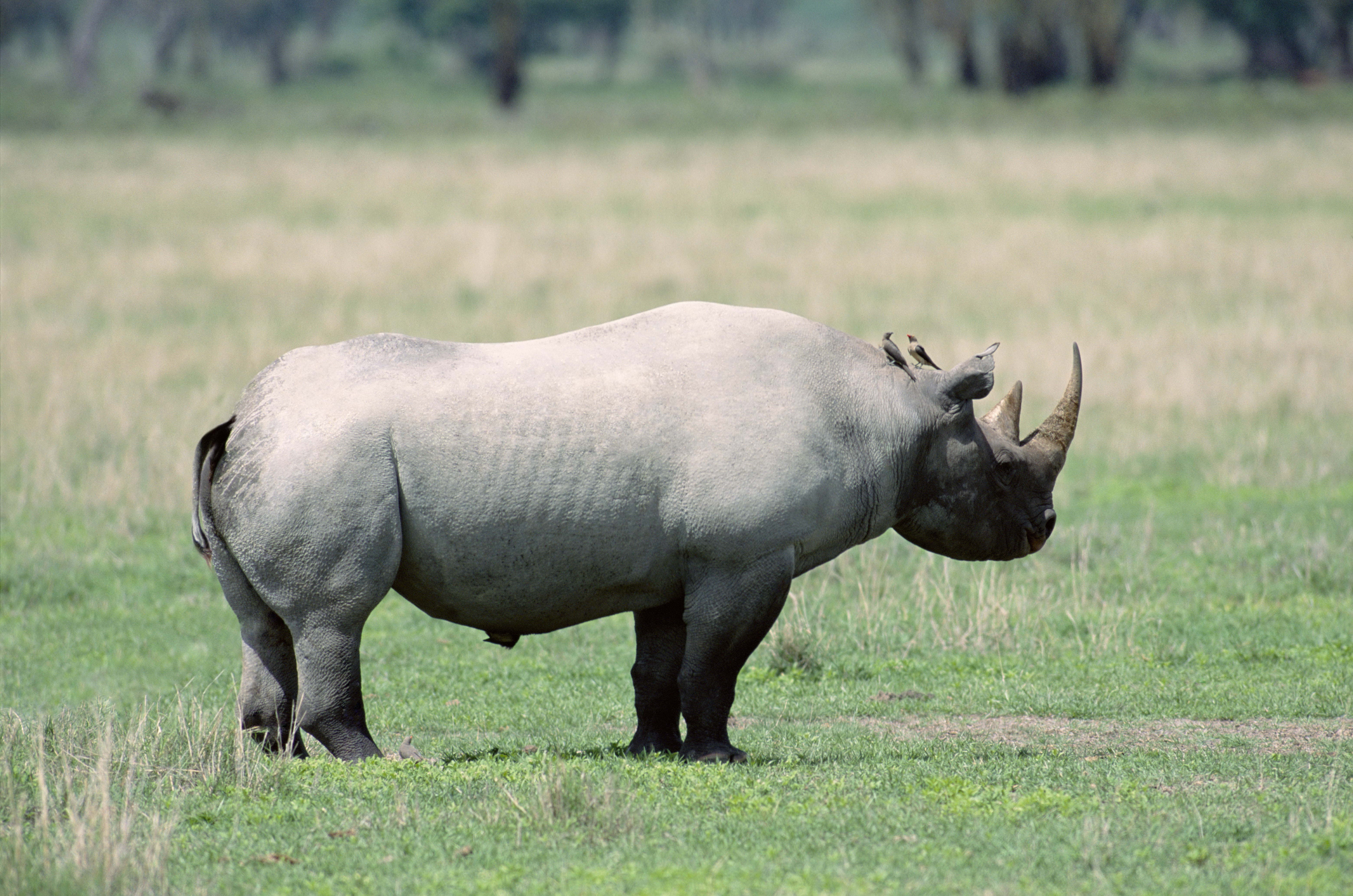 rhinoceros, animals, beautiful, shadow, stroll
