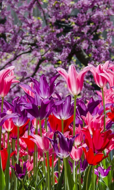 Téléchargez des papiers peints mobile Fleurs, Tulipe, Terre/nature gratuitement.