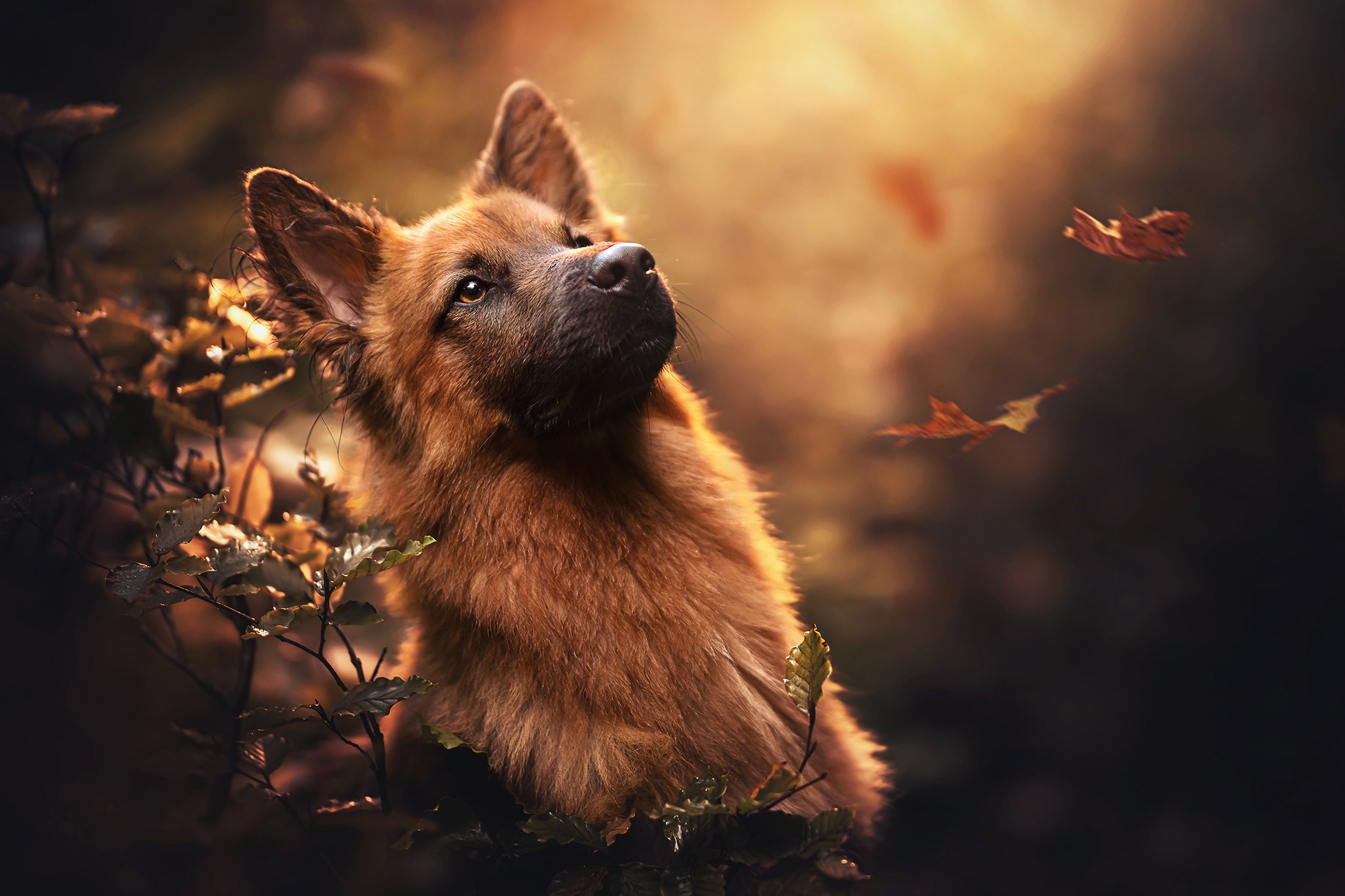 Baixe gratuitamente a imagem Animais, Cães, Pastor Alemão na área de trabalho do seu PC