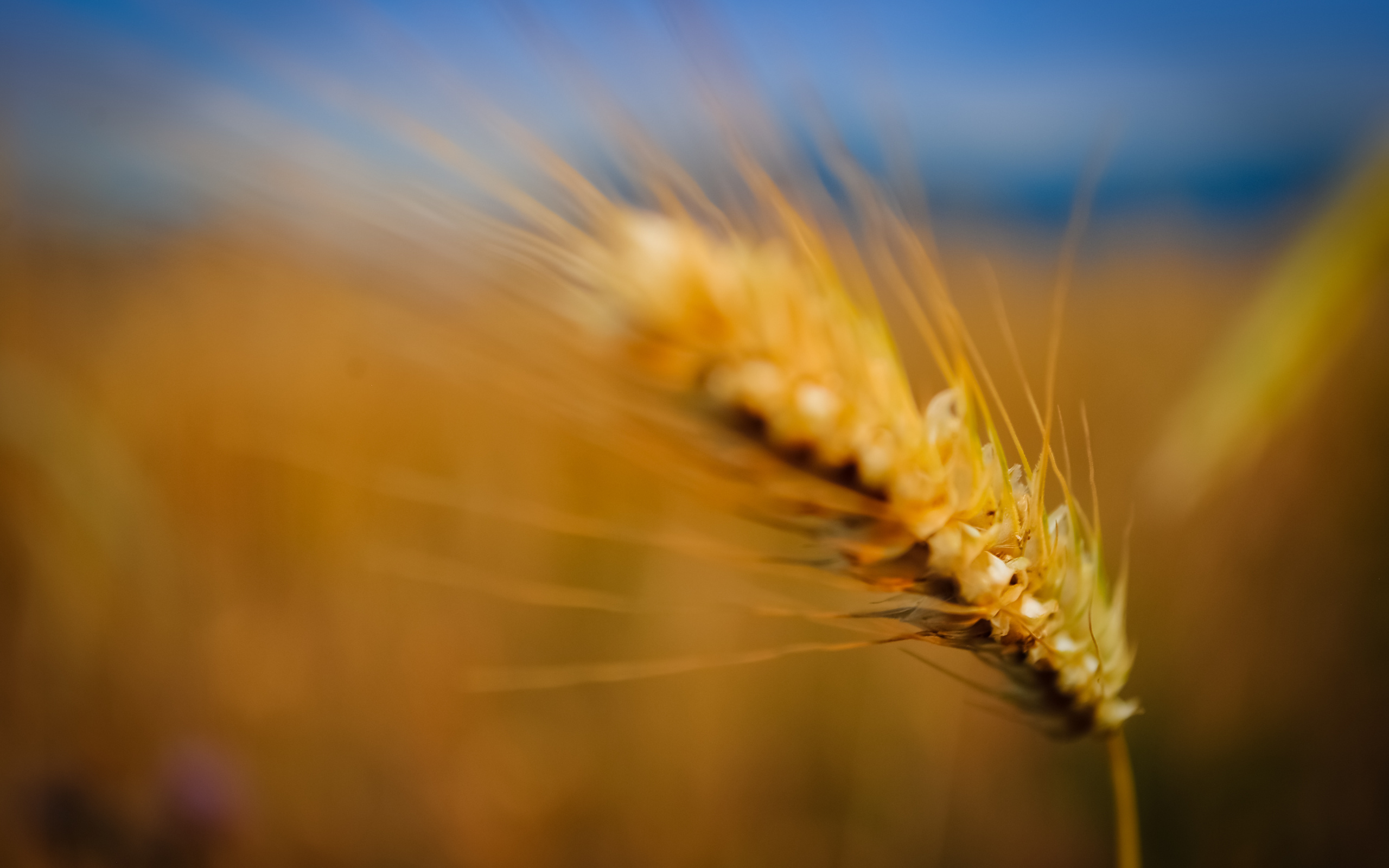 Download mobile wallpaper Wheat, Earth for free.