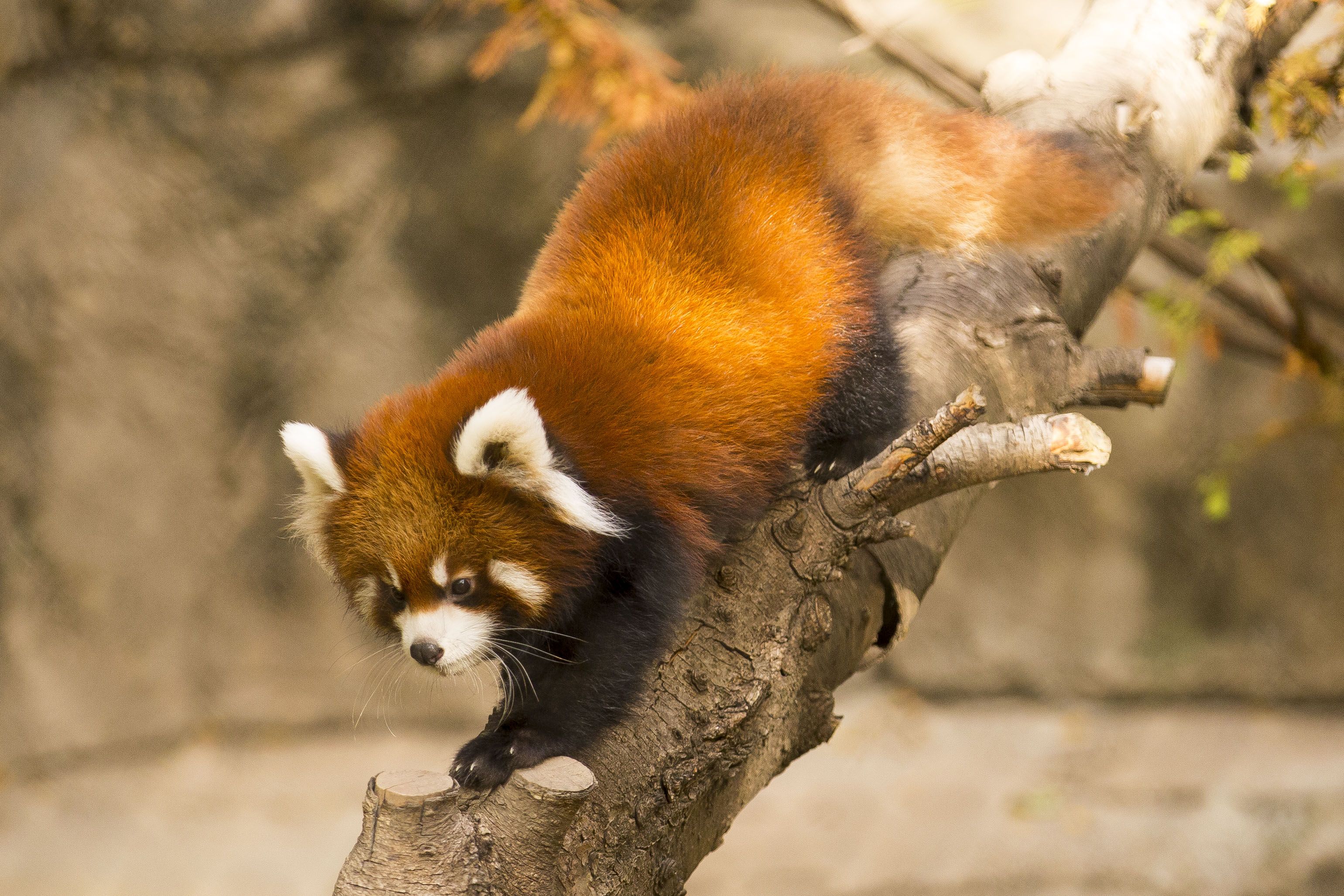 Baixar papel de parede para celular de Animais, Chicago, Panda Vermelho, Jardim Zoológico gratuito.