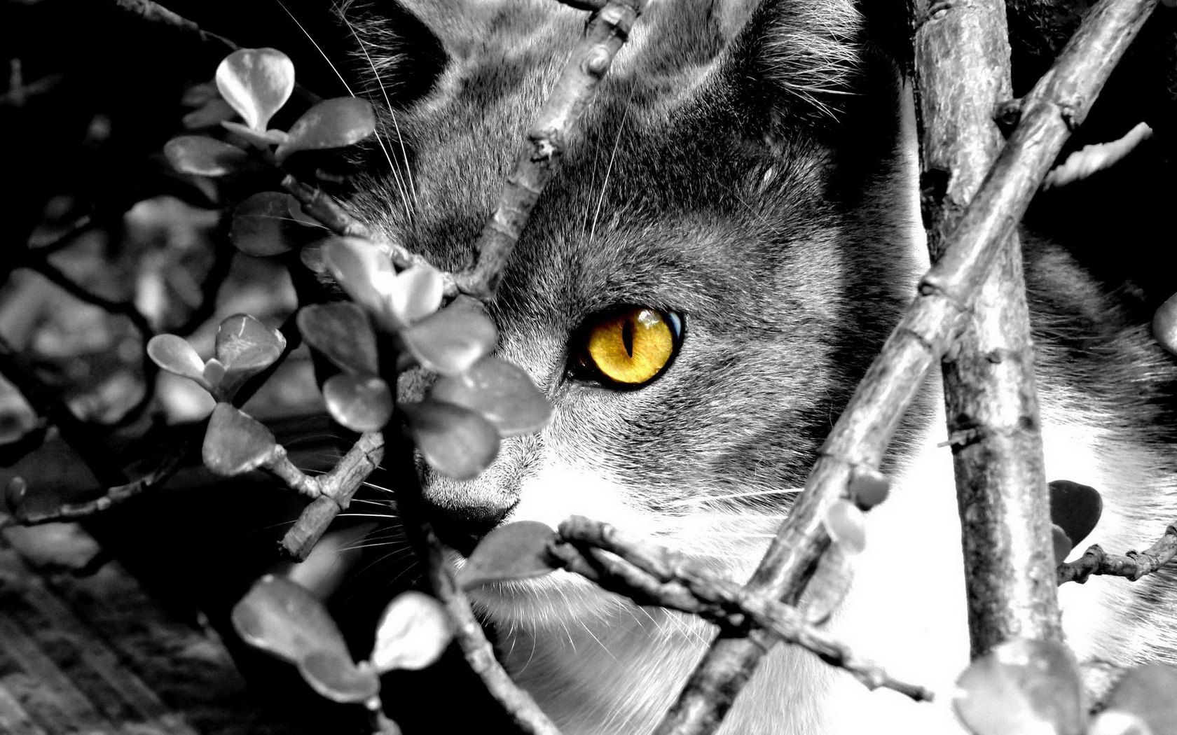 Download mobile wallpaper Cat, Cats, Animal for free.