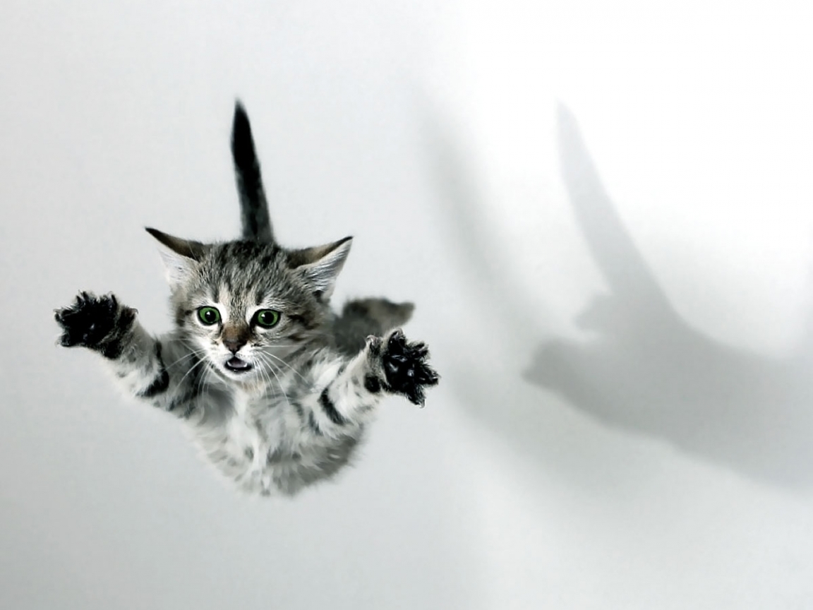 Baixar papel de parede para celular de Animais, Gatos gratuito.