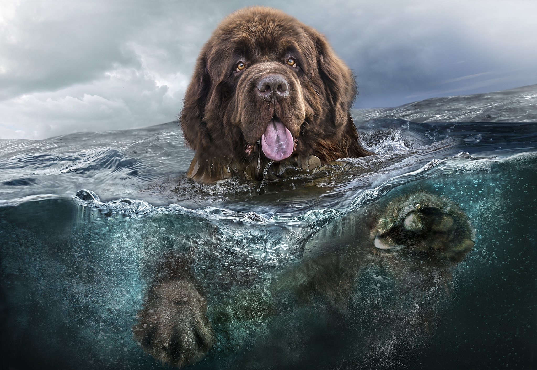 111409 завантажити картинку тварини, вода, море, собака, пес, плавати, мова, язик, води - шпалери і заставки безкоштовно