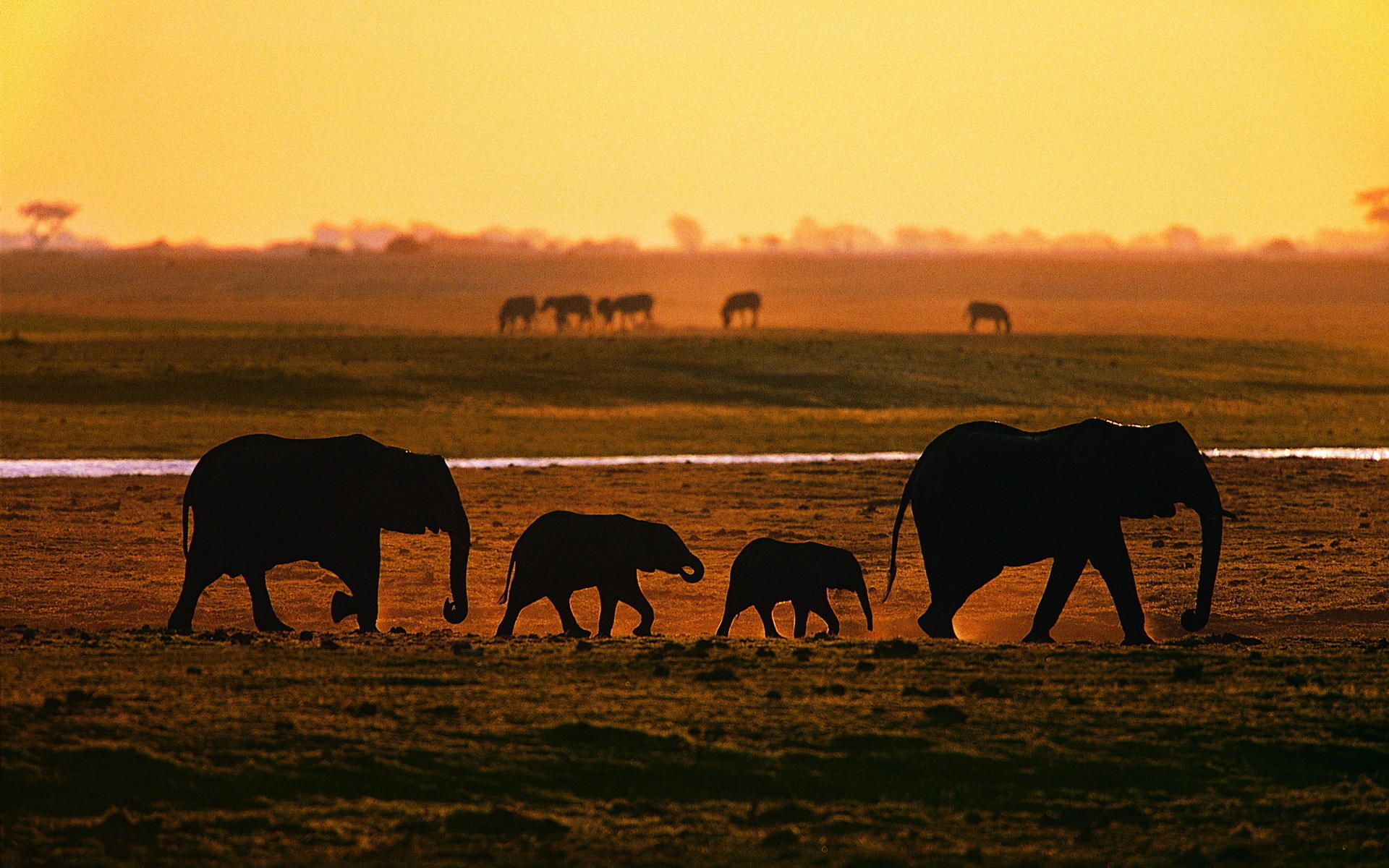 Скачати мобільні шпалери Африканський Чагарниковий Слон, Слони, Тварина безкоштовно.