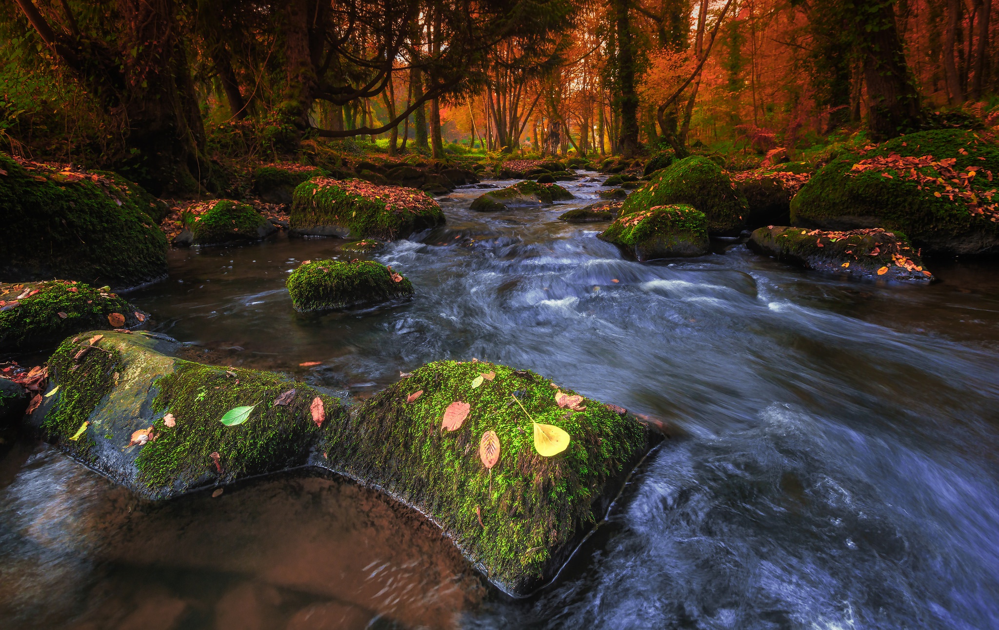 Descarga gratis la imagen Naturaleza, Otoño, Bosque, Musgo, Chorro, Tierra/naturaleza en el escritorio de tu PC