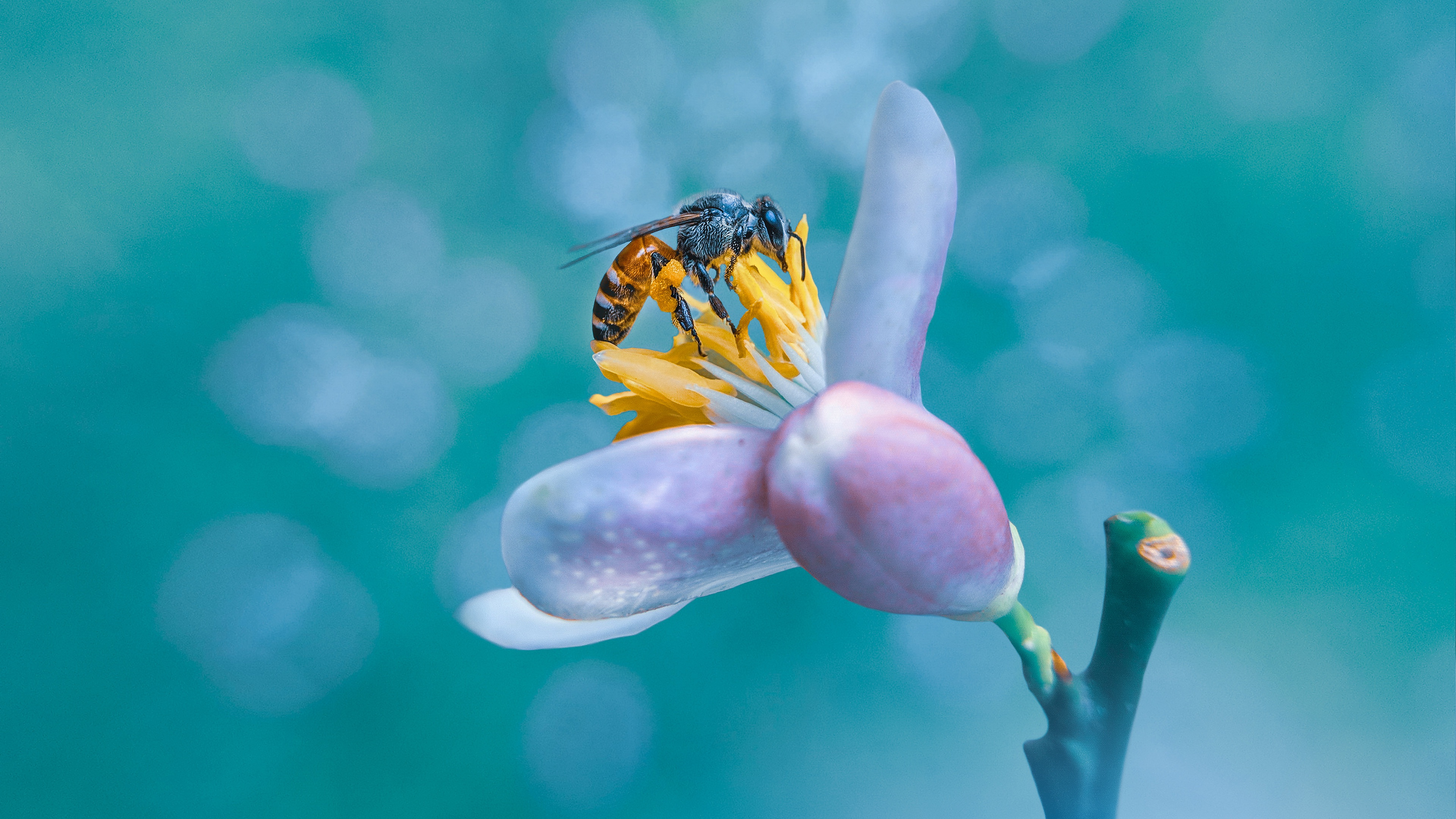 Laden Sie das Tiere, Insekten, Blume, Makro, Insekt, Biene-Bild kostenlos auf Ihren PC-Desktop herunter