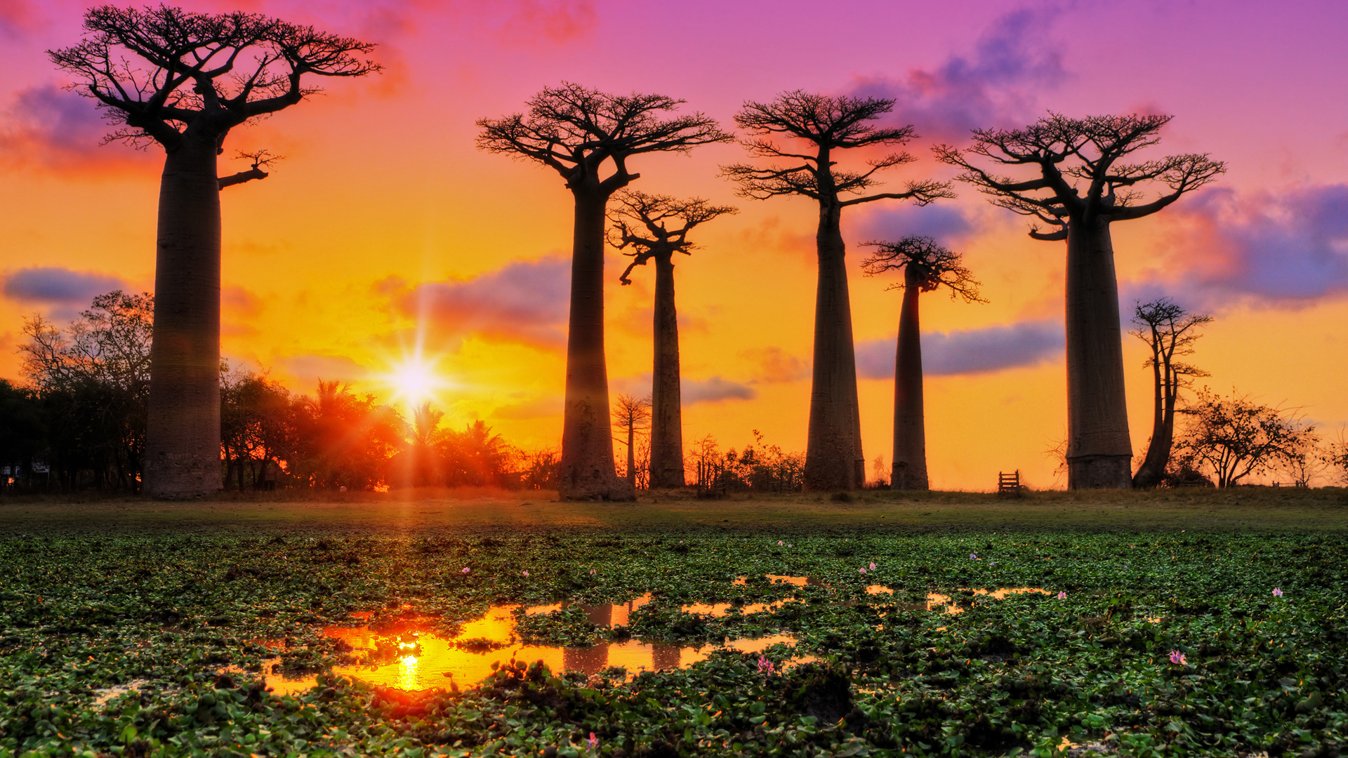 459965 descargar fondo de pantalla tierra/naturaleza, arbol del baobab, atardecer, árbol, árboles: protectores de pantalla e imágenes gratis