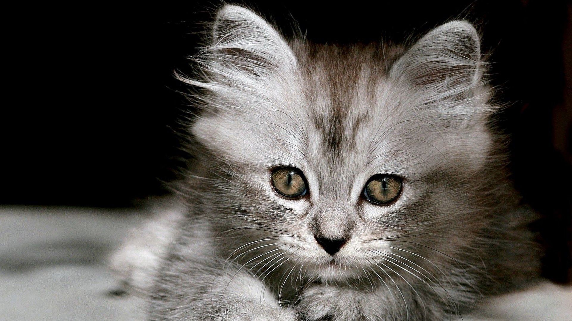 Laden Sie das Schnauze, Bw, Chb, Flauschige, Tiere, Kätzchen-Bild kostenlos auf Ihren PC-Desktop herunter