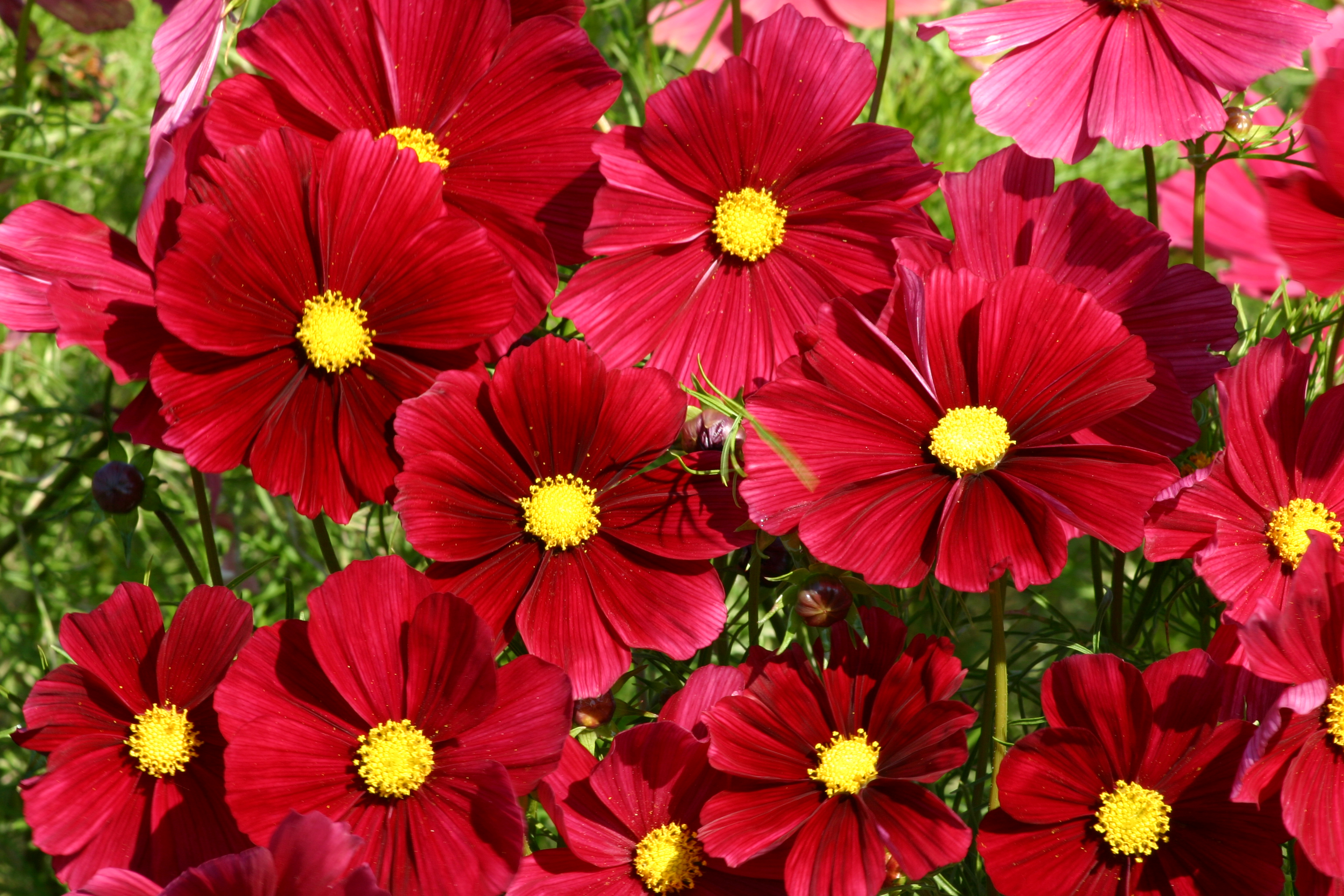 Handy-Wallpaper Blumen, Blume, Rote Blume, Erde/natur, Kosmeen kostenlos herunterladen.
