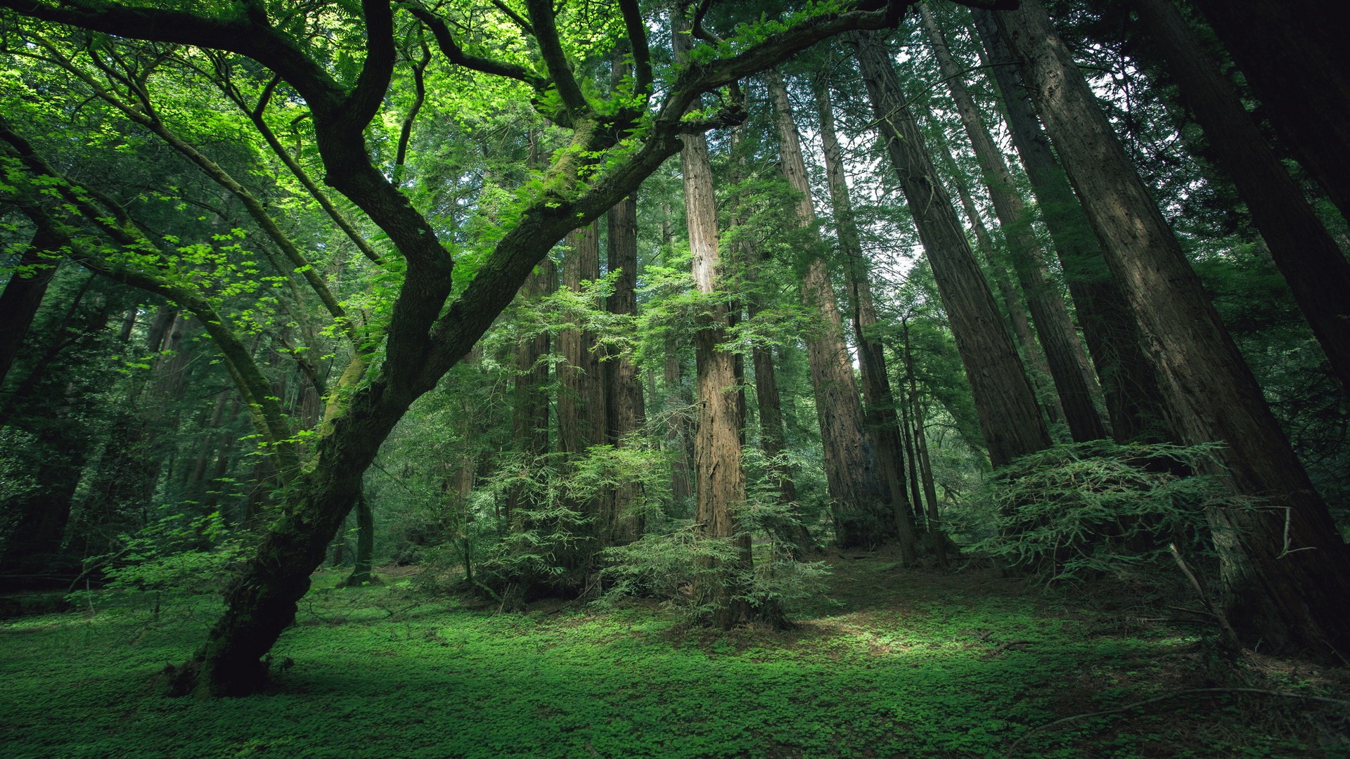 Descarga gratis la imagen Bosque, Tierra/naturaleza en el escritorio de tu PC