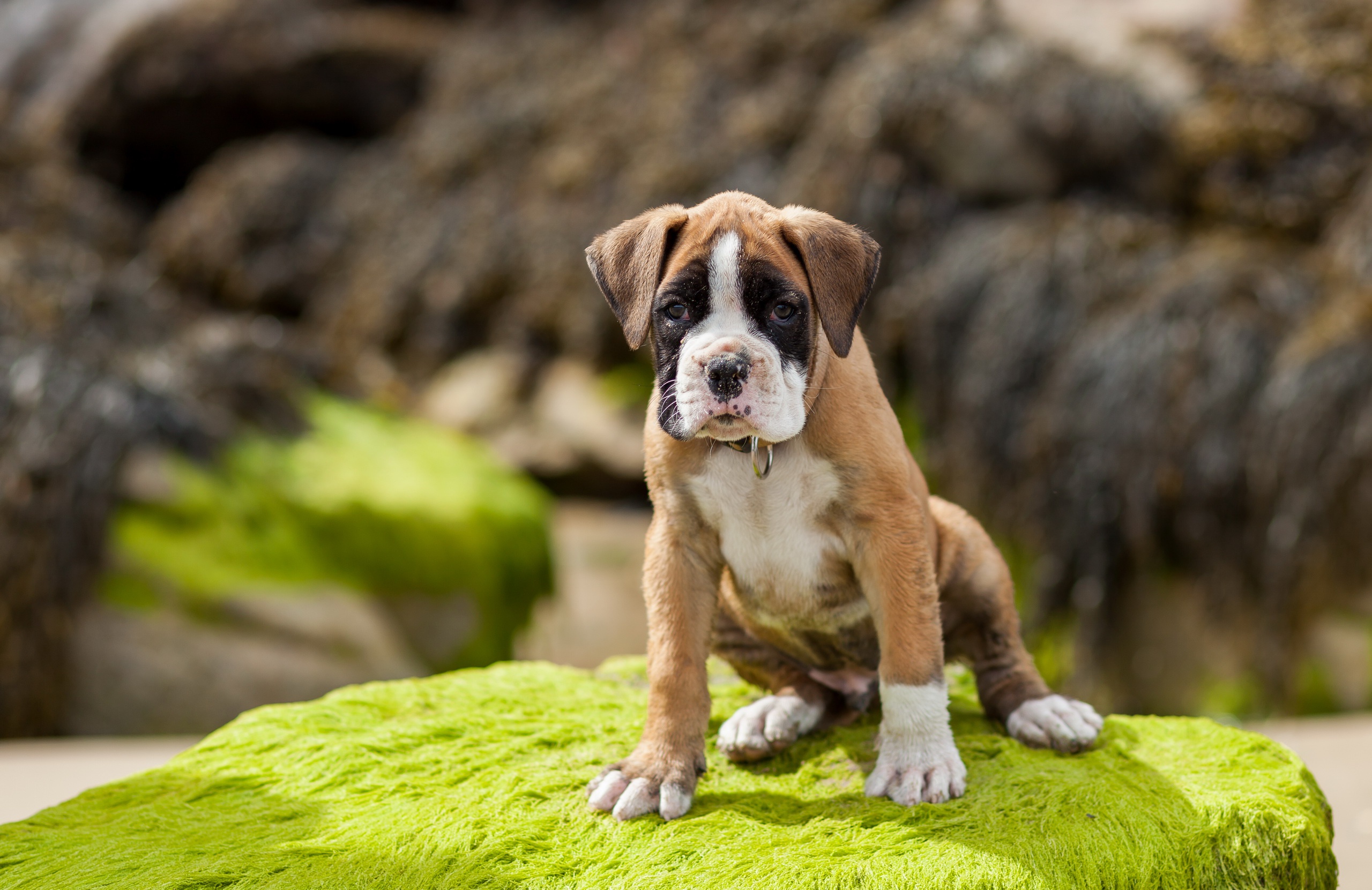 Download mobile wallpaper Dogs, Dog, Muzzle, Animal, Puppy, Moss, Boxer for free.