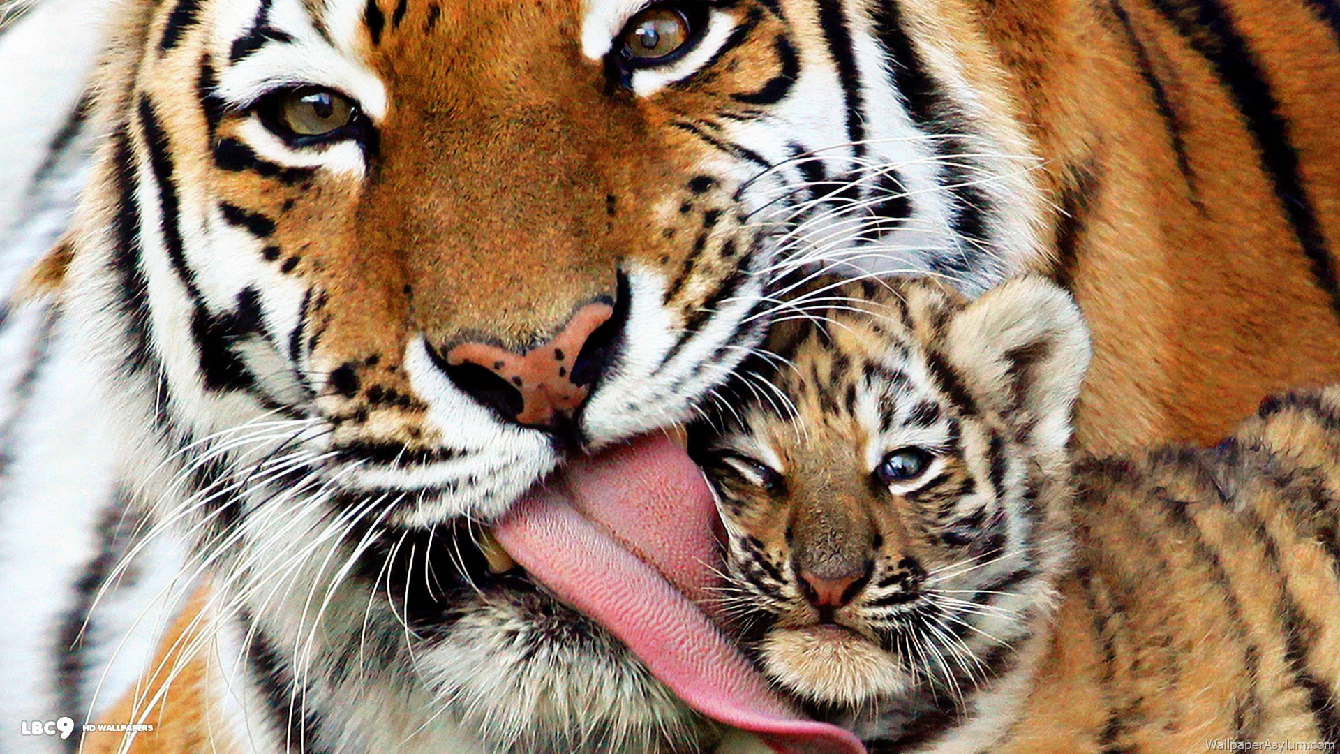 Téléchargez des papiers peints mobile Animaux, Tigre gratuitement.