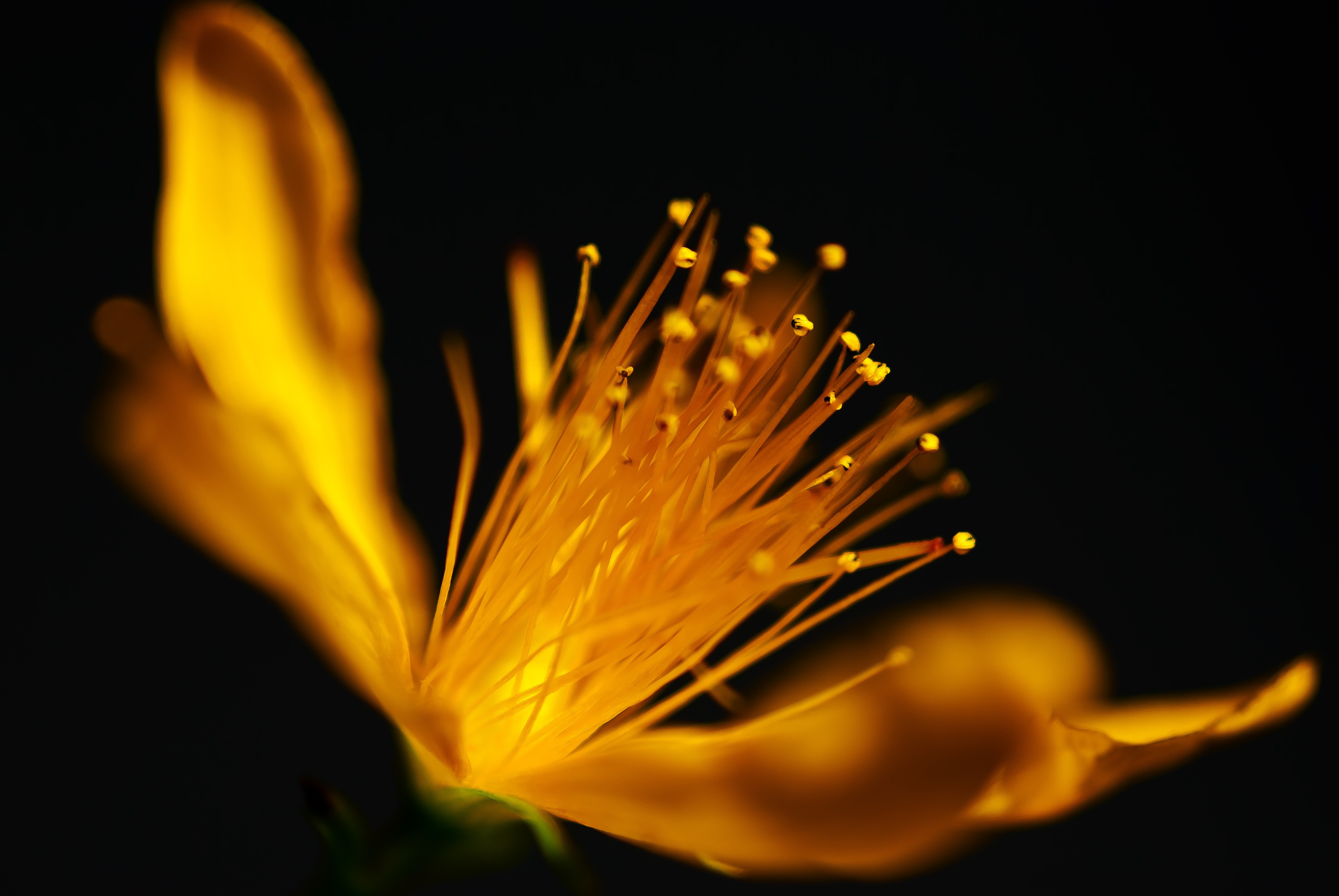 Download mobile wallpaper Nature, Flowers, Flower, Macro, Earth, Petal, Yellow Flower for free.