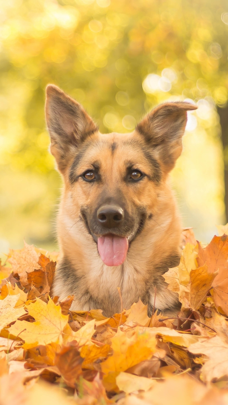 Download mobile wallpaper Dogs, Dog, Leaf, Fall, Animal, Bokeh, German Shepherd for free.