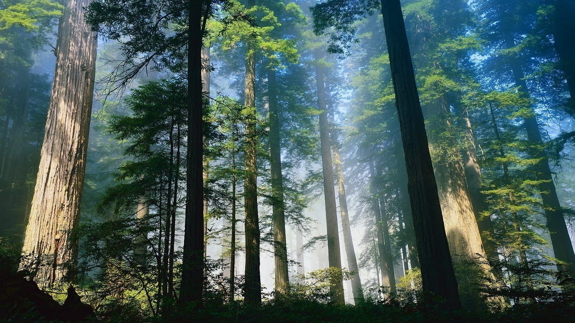 Baixe gratuitamente a imagem Floresta, Terra/natureza na área de trabalho do seu PC