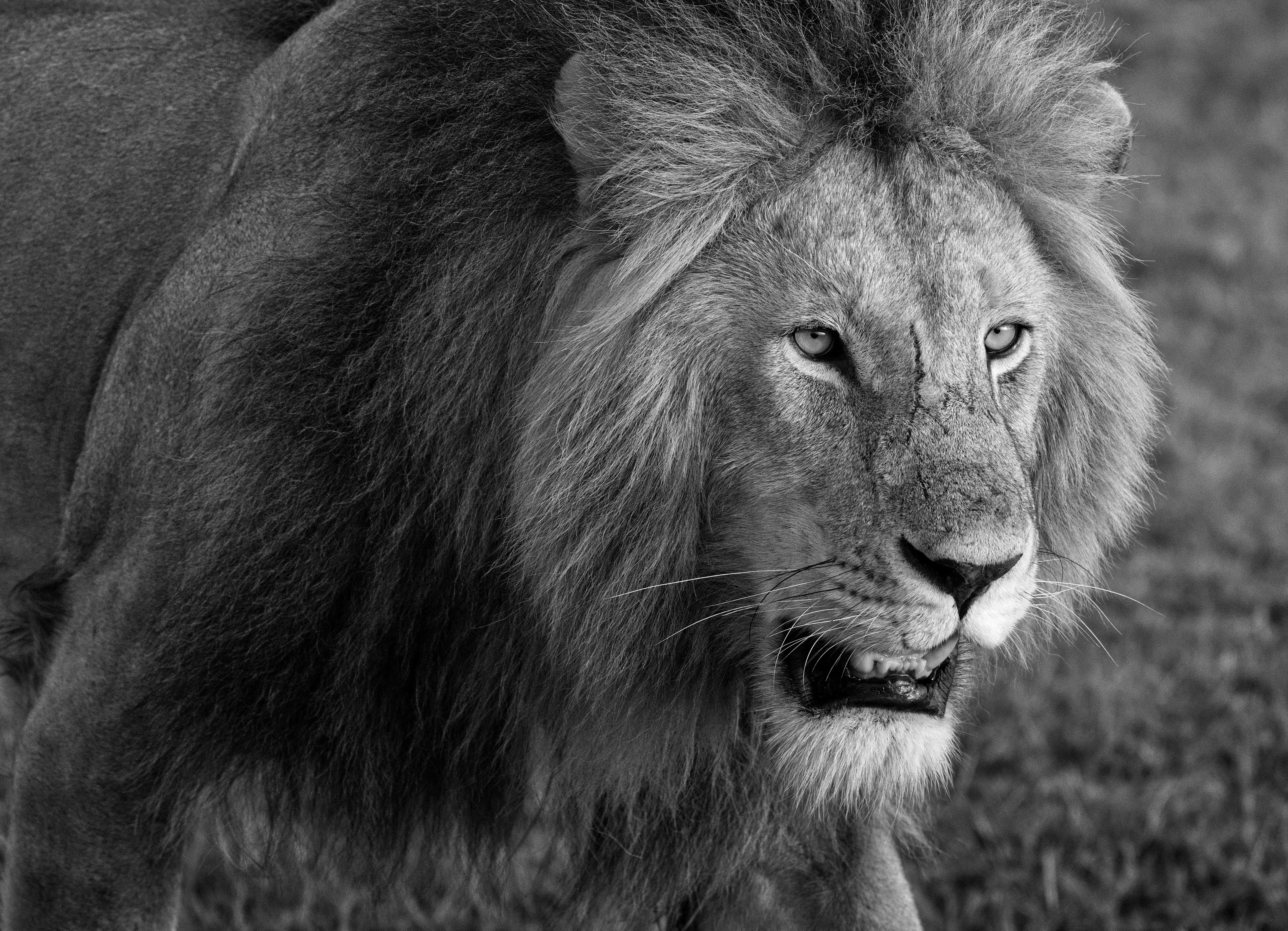 PCデスクトップに動物, ライオン, 猫, 黒 白画像を無料でダウンロード