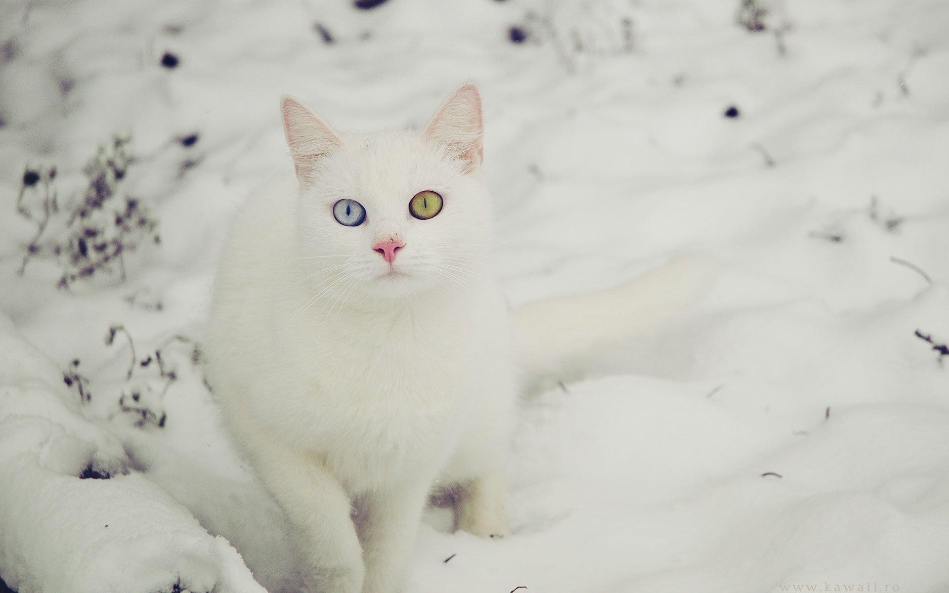 Handy-Wallpaper Tiere, Katzen, Katze kostenlos herunterladen.