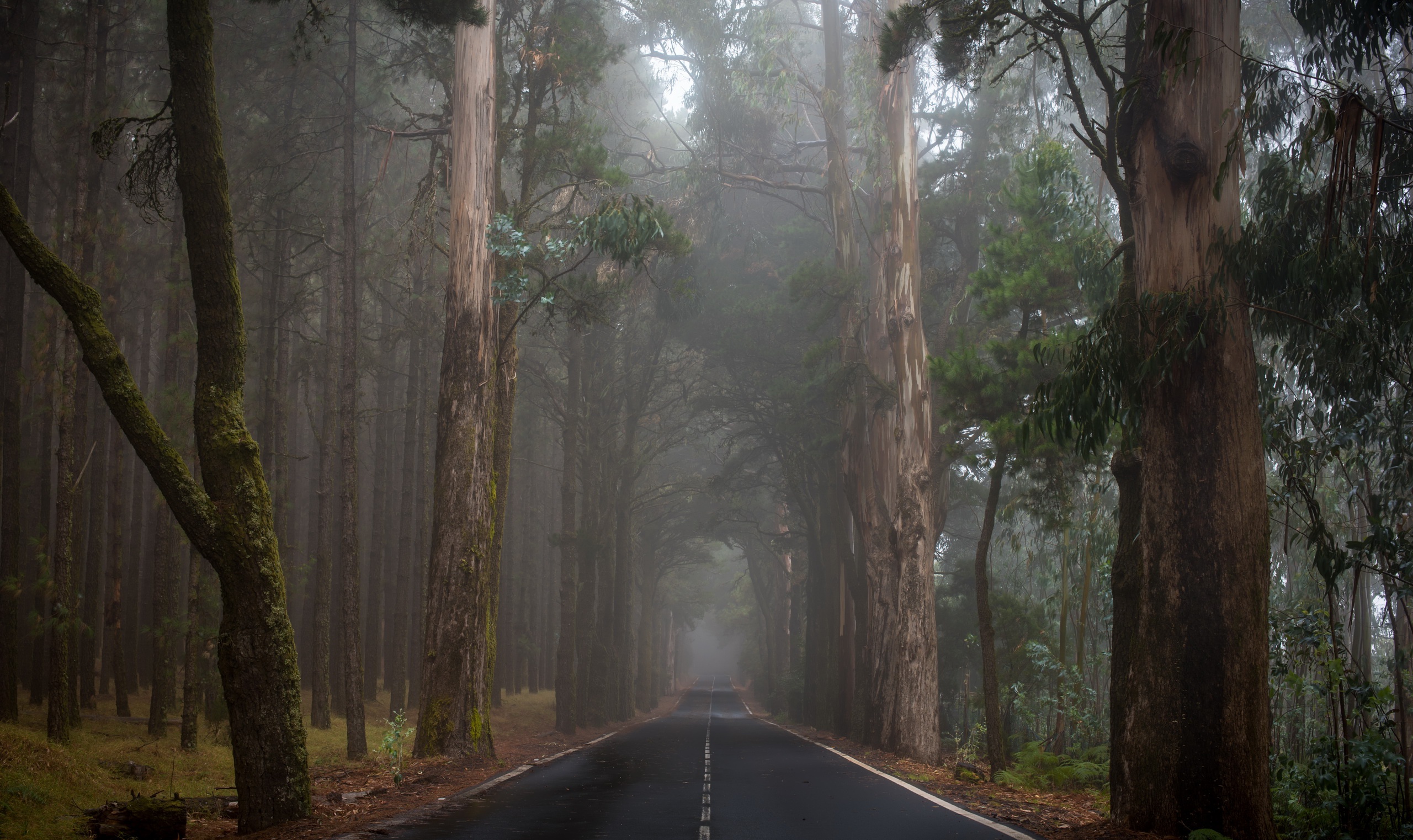Скачать обои бесплатно Дорога, Лес, Дерево, Туман, Сделано Человеком картинка на рабочий стол ПК