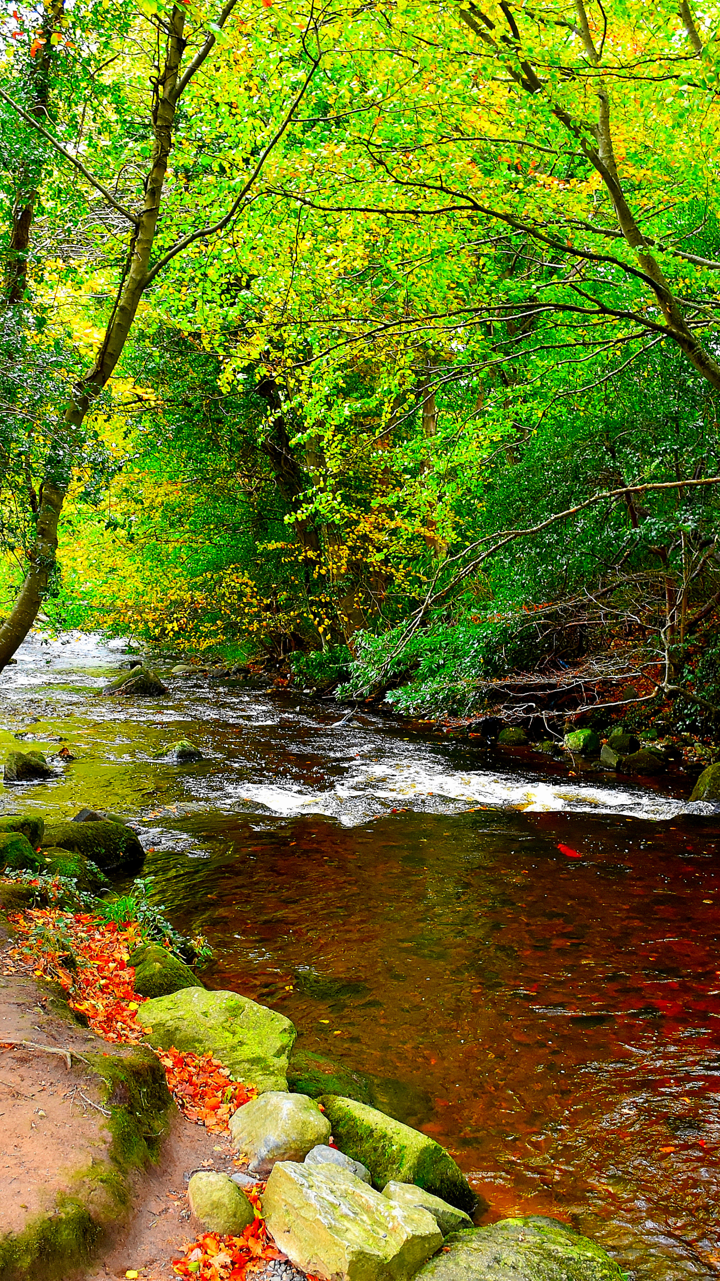 Descarga gratuita de fondo de pantalla para móvil de Otoño, Rio, Bosque, Árbol, Tierra/naturaleza.