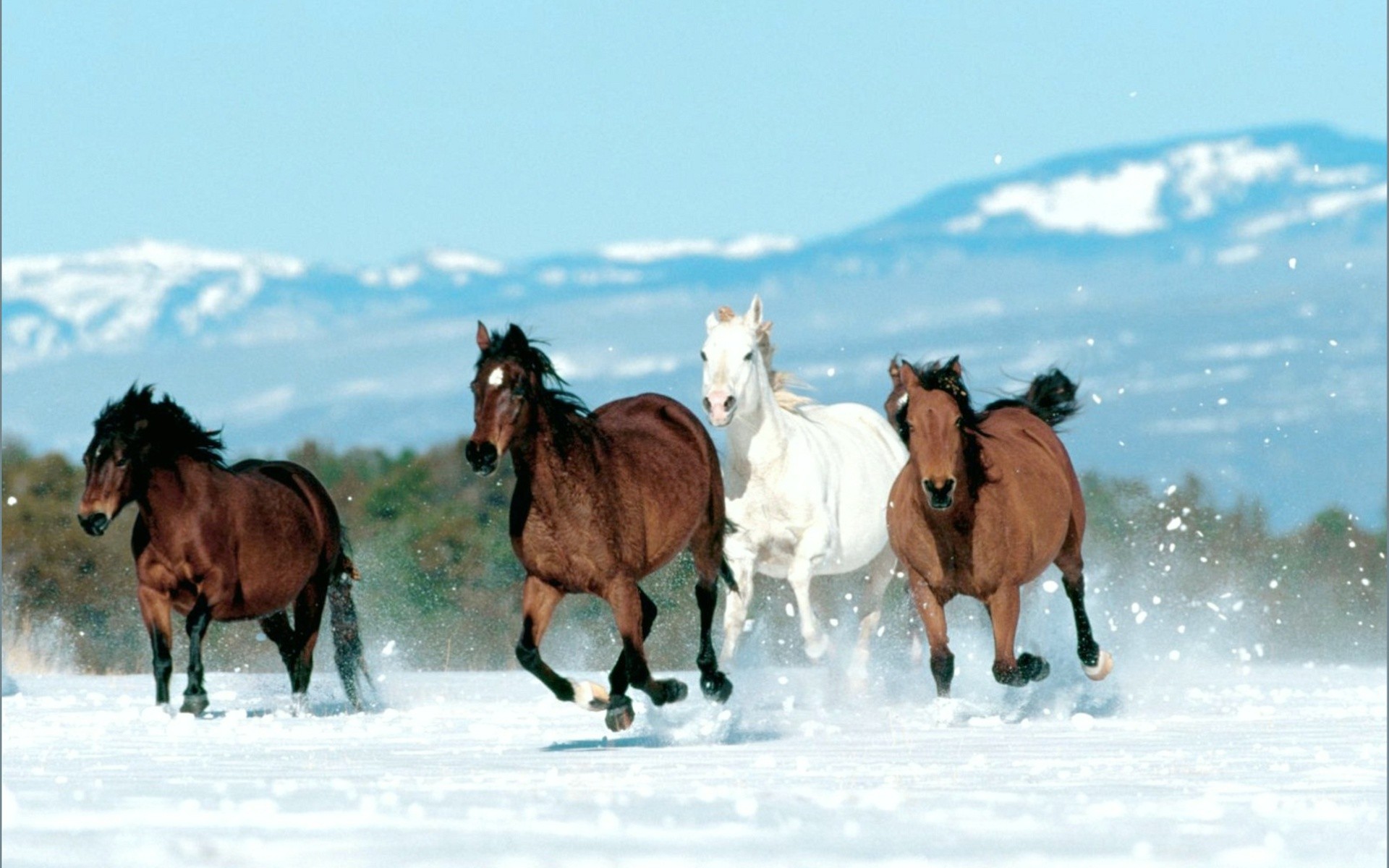 Free download wallpaper Animal, Horse on your PC desktop