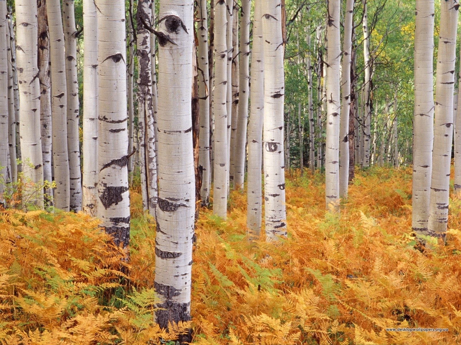 Free download wallpaper Autumn, Birches, Landscape, Trees on your PC desktop