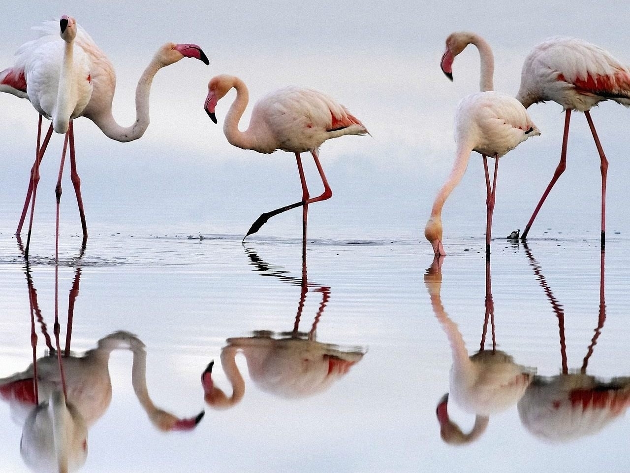 Téléchargez des papiers peints mobile Animaux, Oiseaux, Flamingo gratuitement.