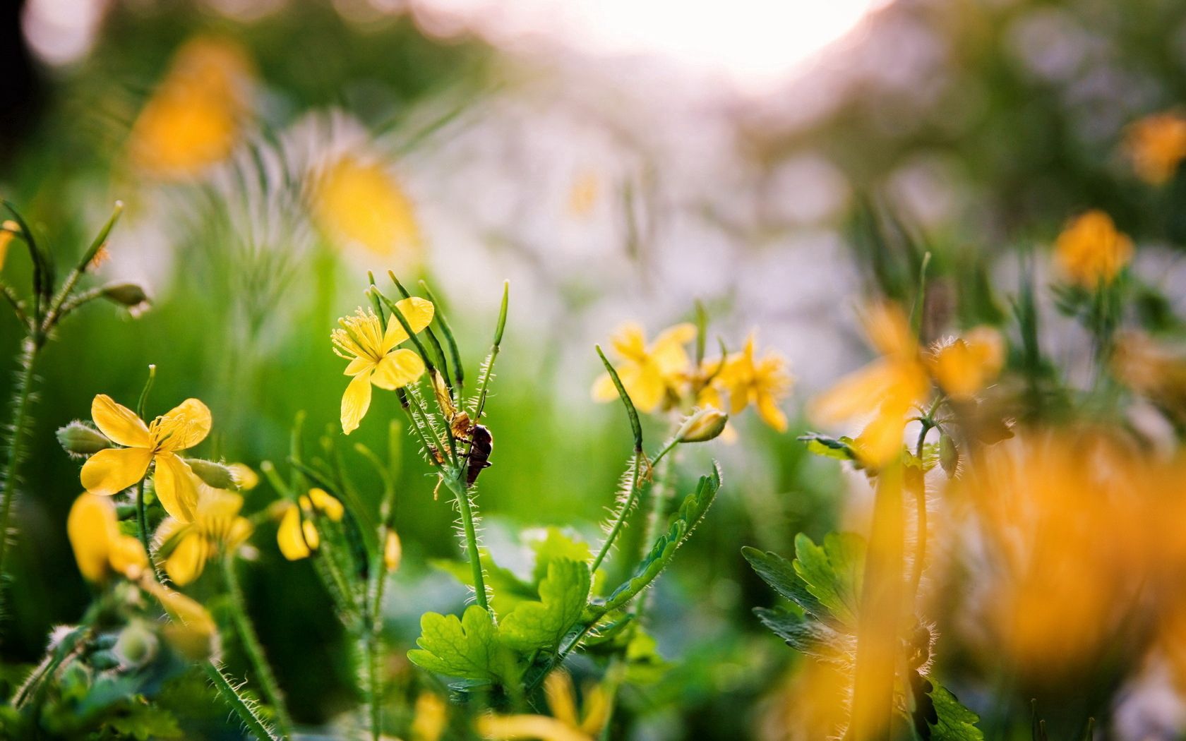 89385 descargar fondo de pantalla primavera, naturaleza, flores, amarillo, insecto: protectores de pantalla e imágenes gratis