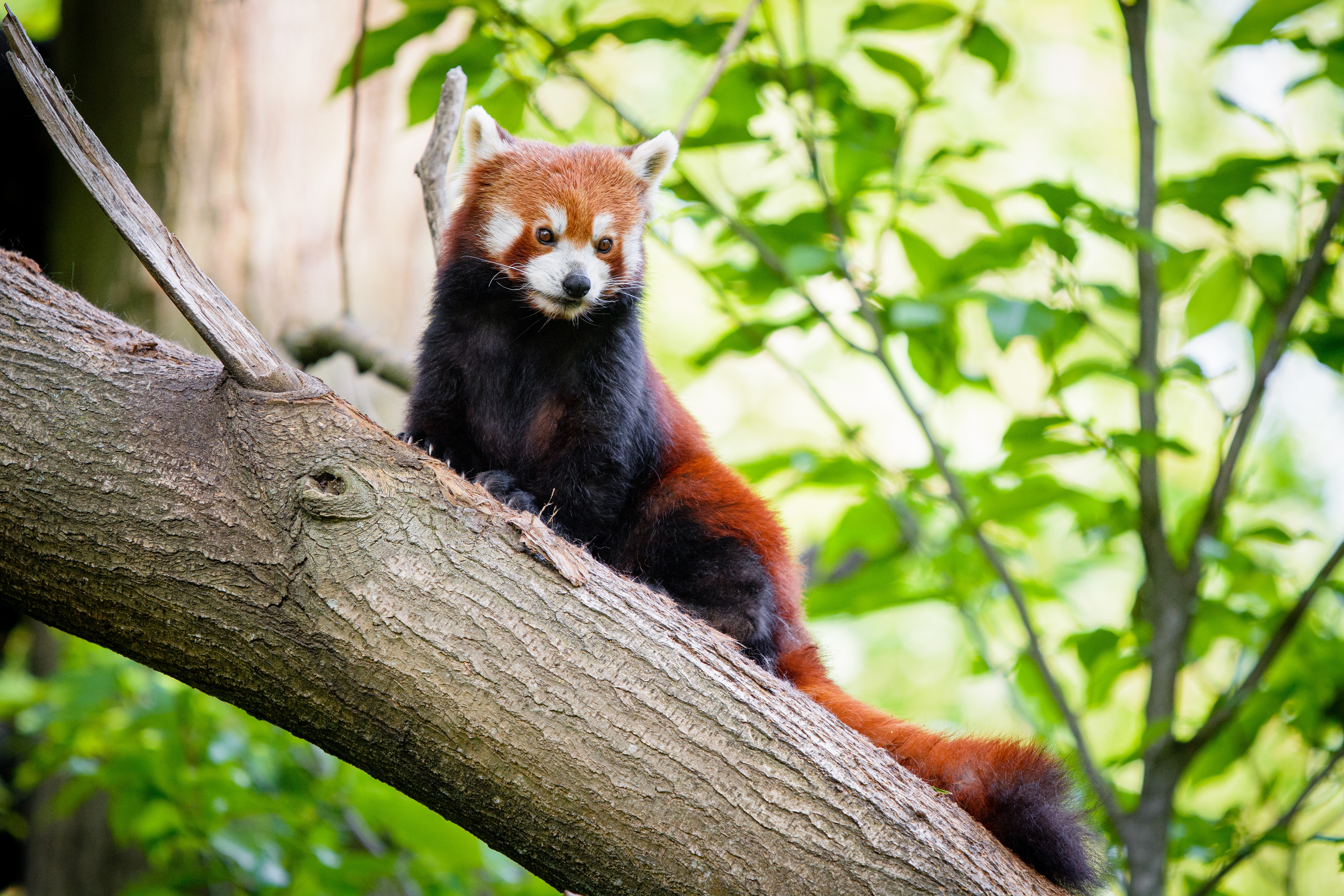 Free download wallpaper Animals, Wood, Tree, Nice, Sweetheart, Red Panda, Panda on your PC desktop
