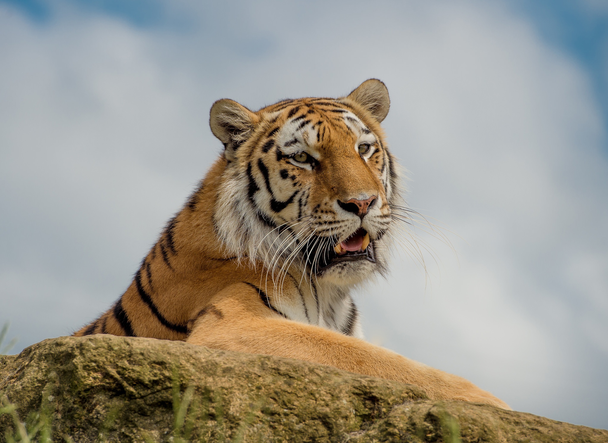 Téléchargez gratuitement l'image Animaux, Chats, Museau, Tigre sur le bureau de votre PC