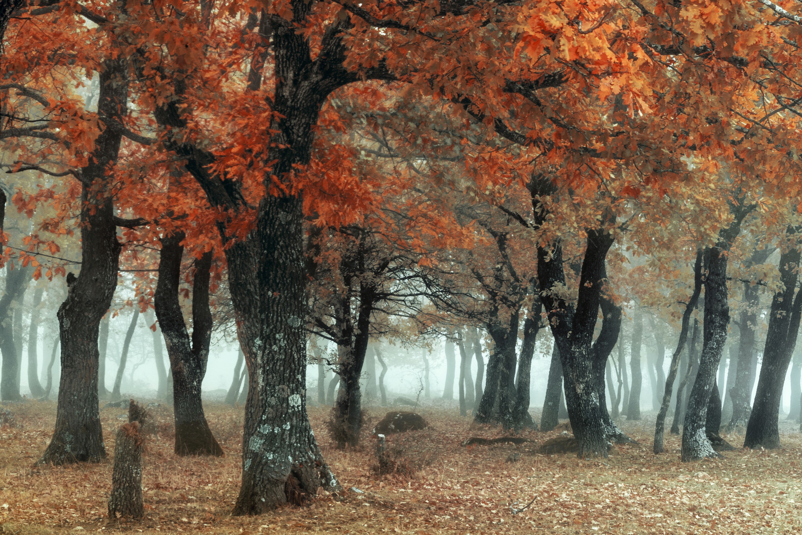 Baixar papel de parede para celular de Natureza, Outono, Floresta, Árvore, Terra/natureza, Neblina gratuito.