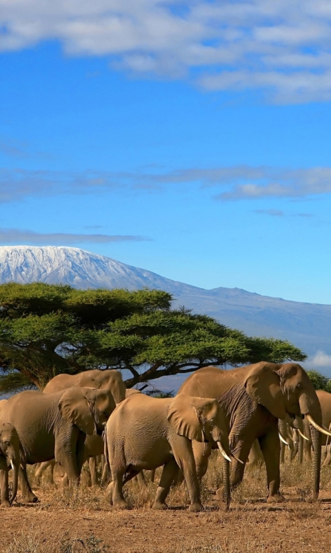 Скачать картинку Животные, Саванна, Слоны, Гора, Дерево, Слон, Африка, Африканский Слон, Гора Киламанджаро в телефон бесплатно.