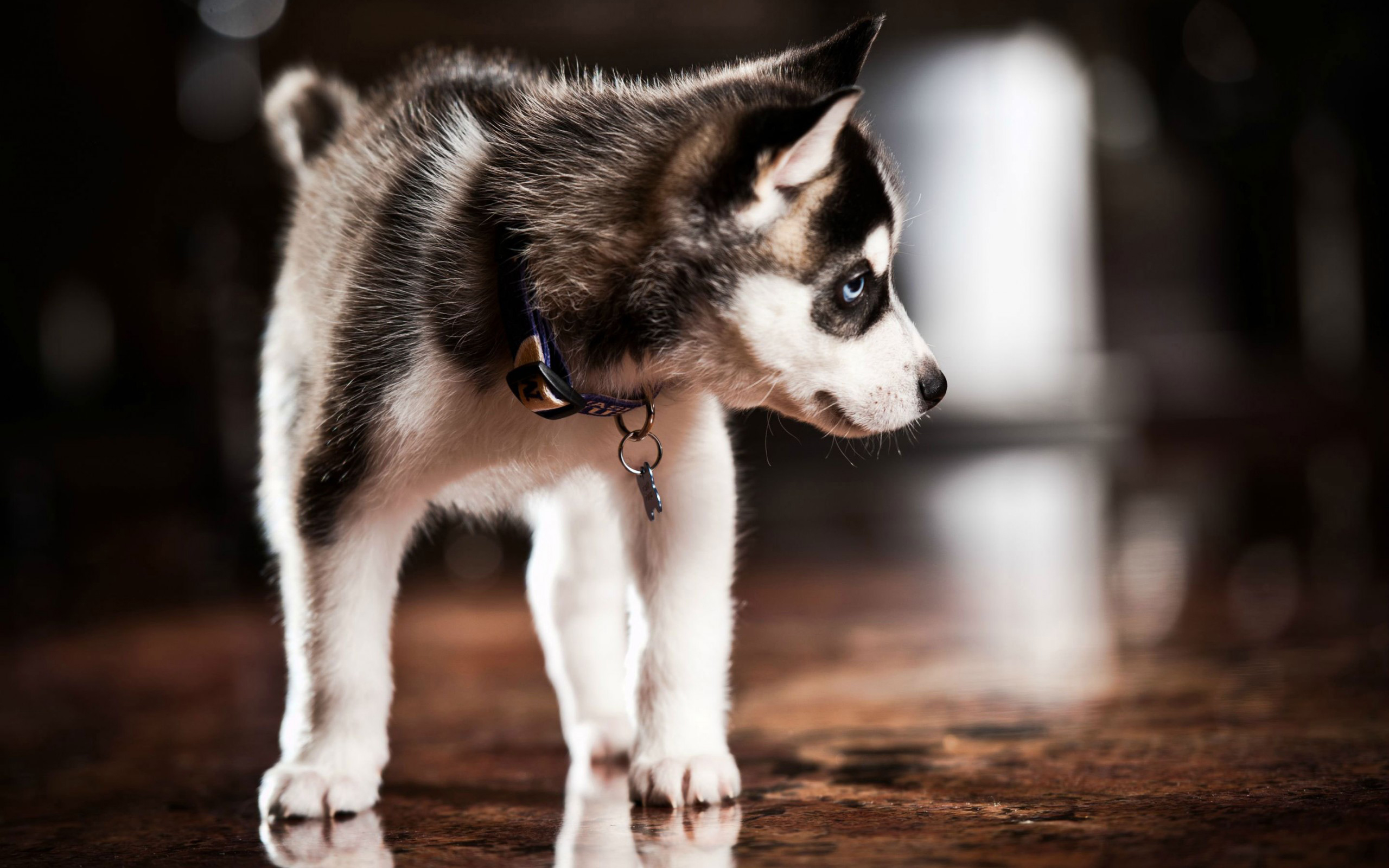 Handy-Wallpaper Tiere, Hund kostenlos herunterladen.