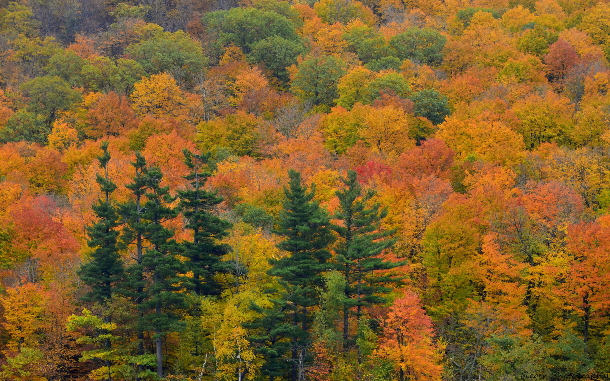 Baixar papel de parede para celular de Outono, Floresta, Árvore, Terra/natureza gratuito.