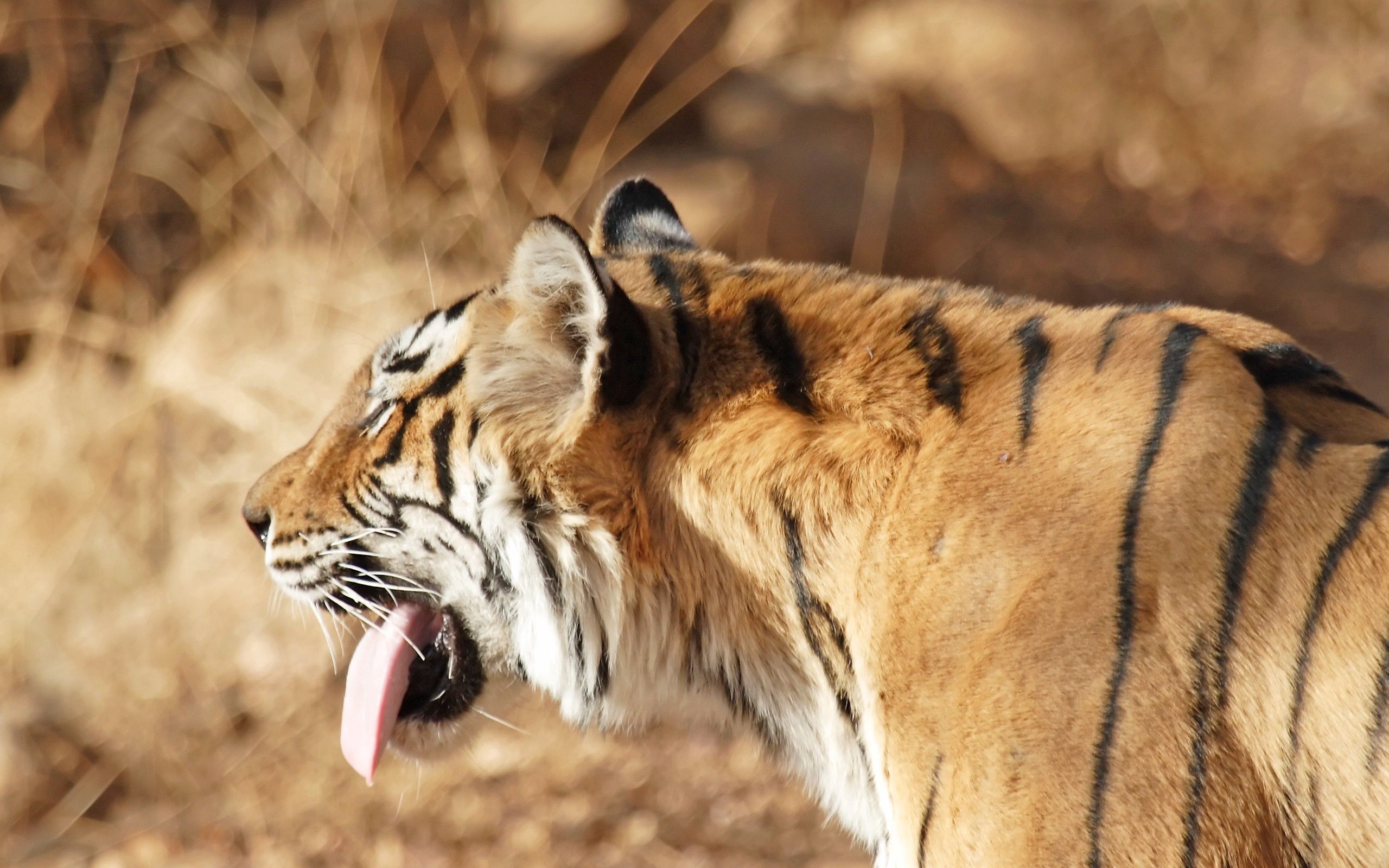 Download mobile wallpaper Protruding Tongue, Muzzle, Tongue Stuck Out, Striped, Animals, Tiger for free.