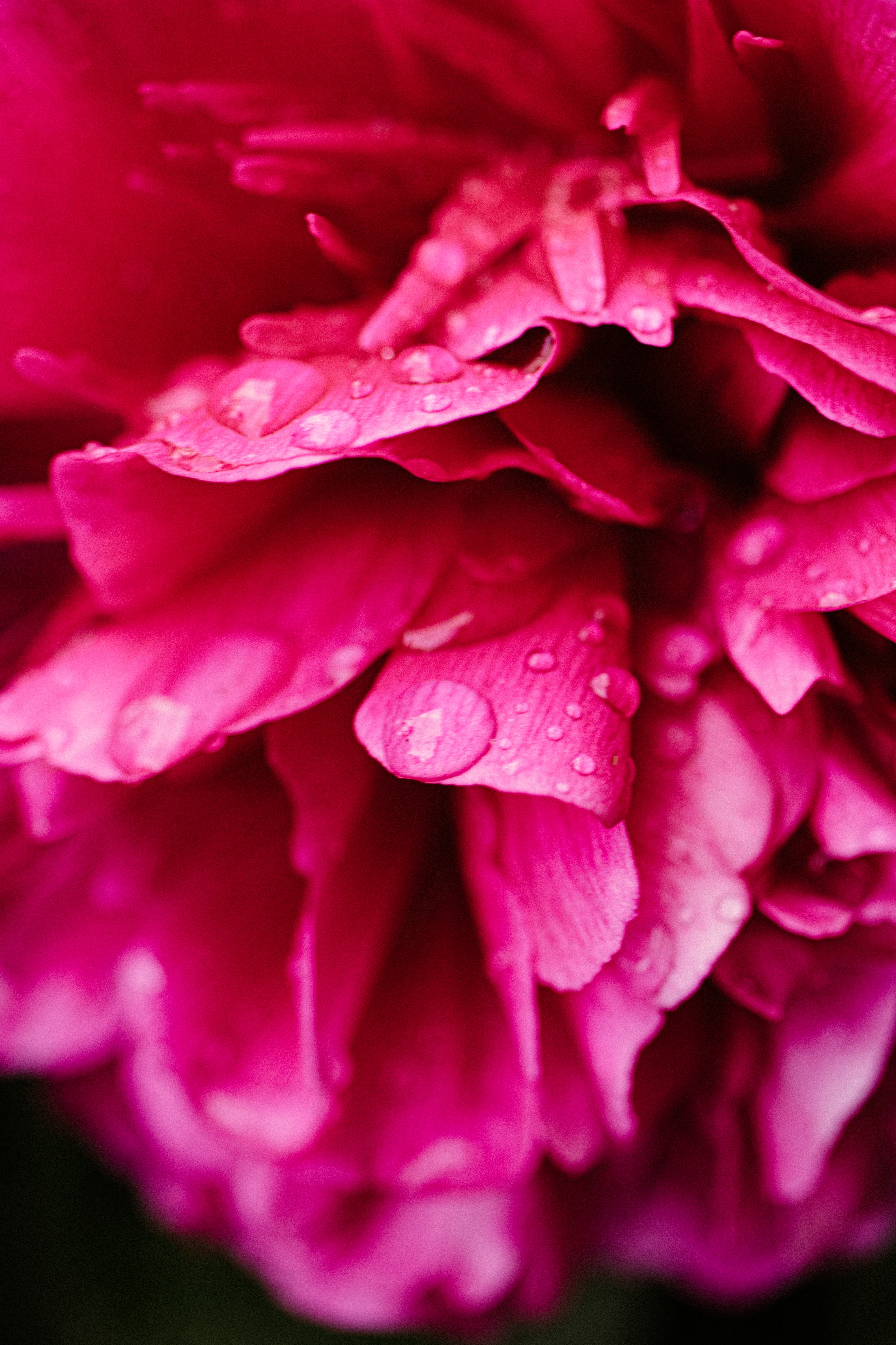 Download mobile wallpaper Petals, Peony, Flowers, Drops, Pion, Flower for free.