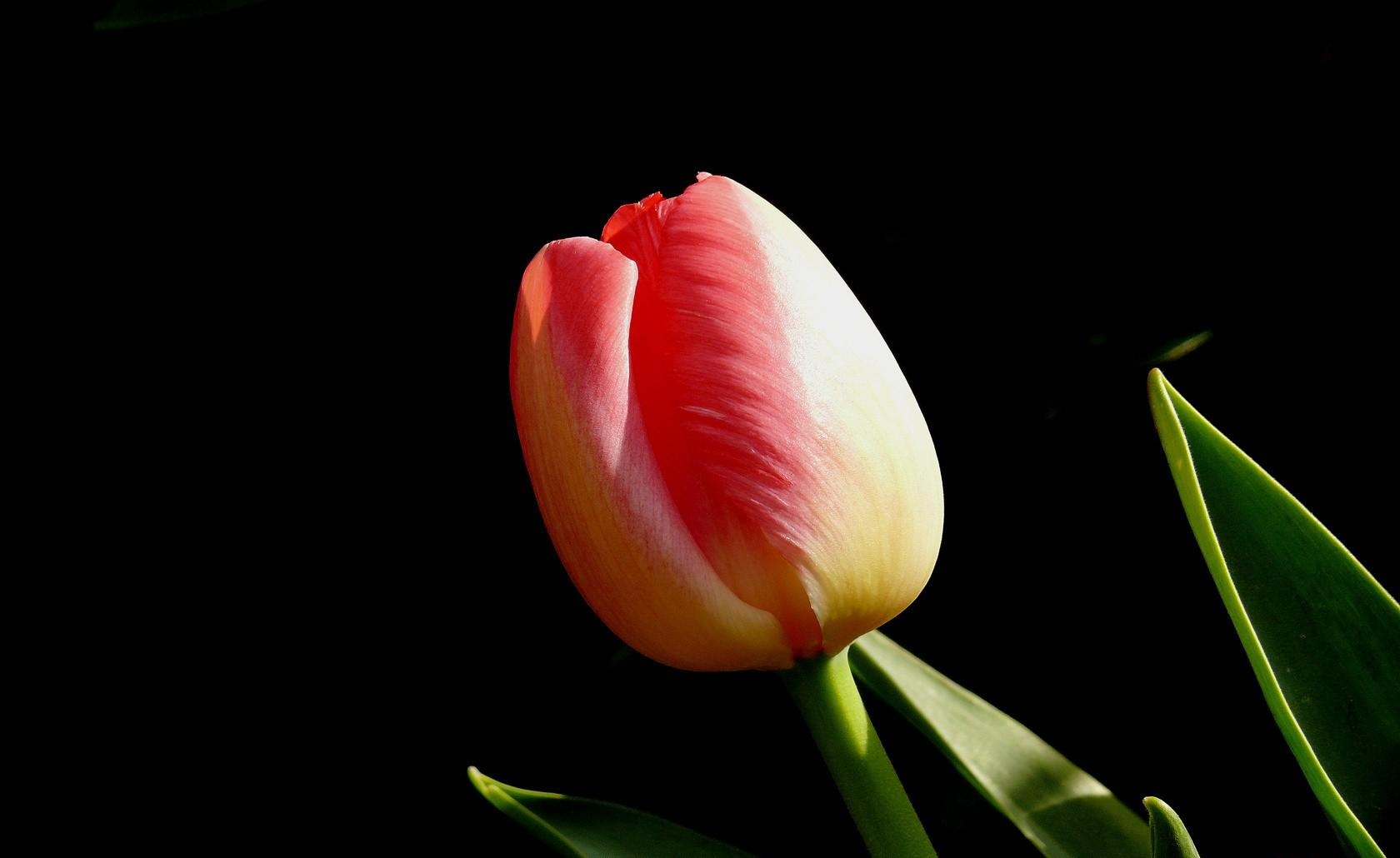 Download mobile wallpaper Flowers, Bud, Flower, Tulip, Black Background for free.