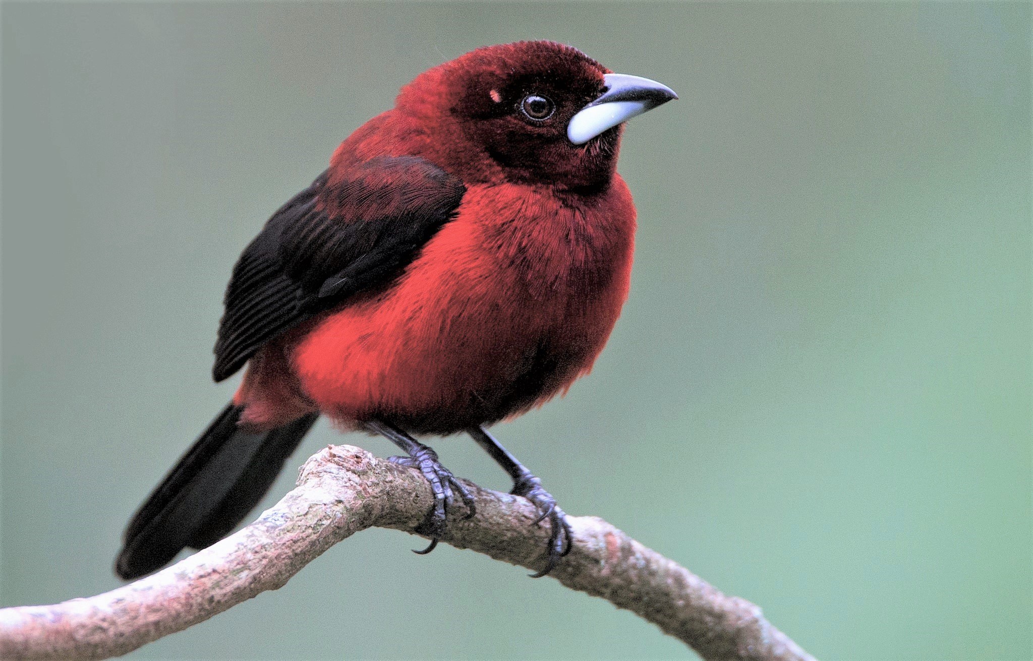 421118 télécharger l'image animaux, tangara, oiseau, branche, des oiseaux - fonds d'écran et économiseurs d'écran gratuits