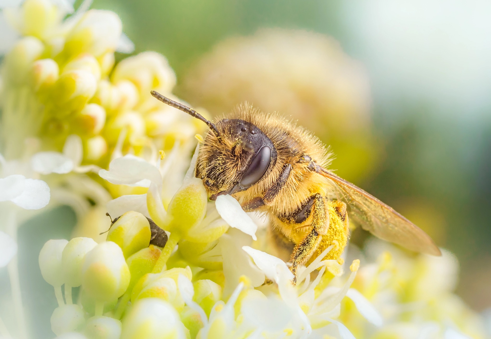 無料モバイル壁紙動物, 昆虫, 花, 大きい, 蜂, 虫をダウンロードします。