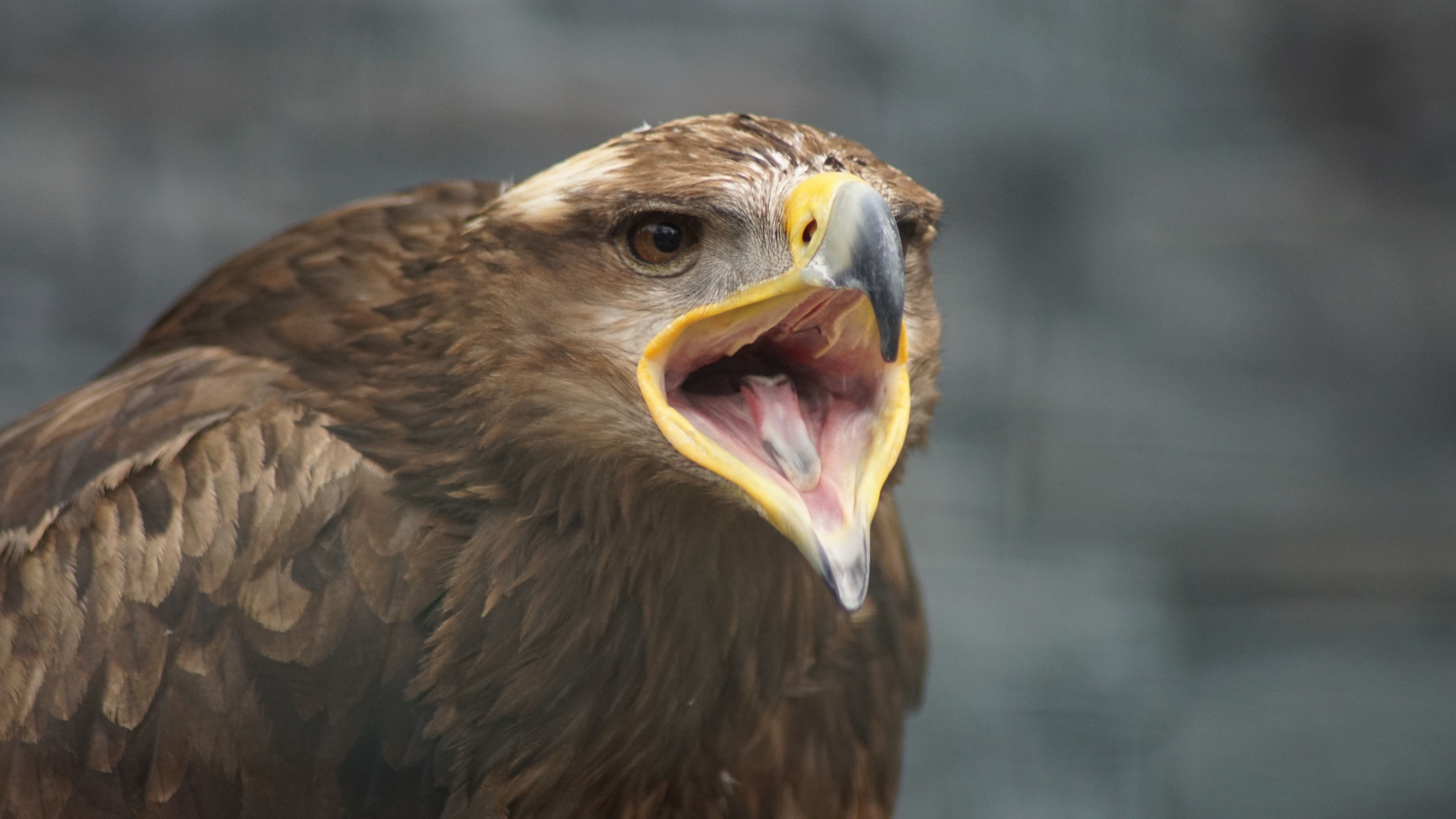 461978 descargar fondo de pantalla animales, águila real, ave, águila, aves: protectores de pantalla e imágenes gratis
