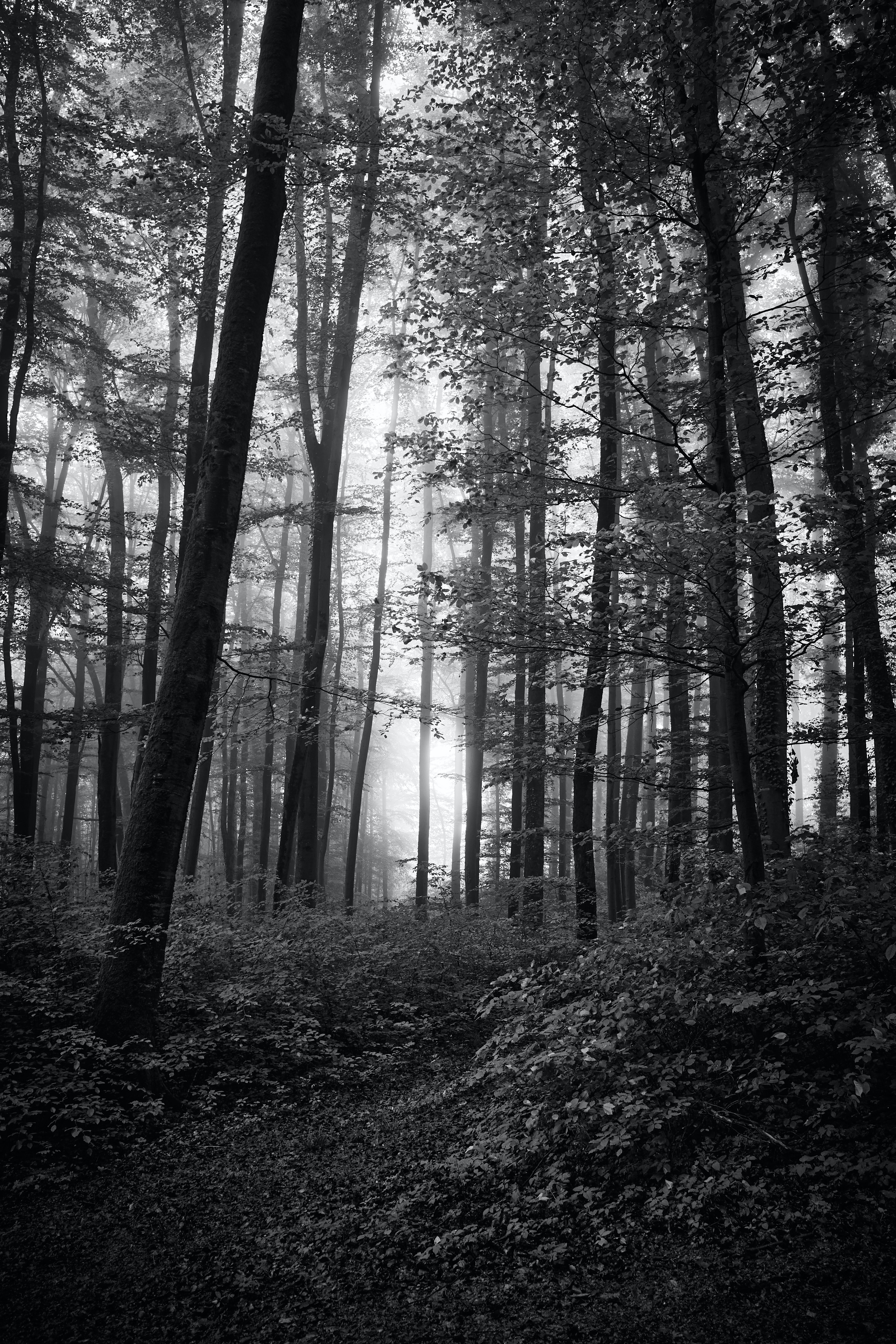 forest, beams, nature, trees, bush, rays, bw, chb HD wallpaper